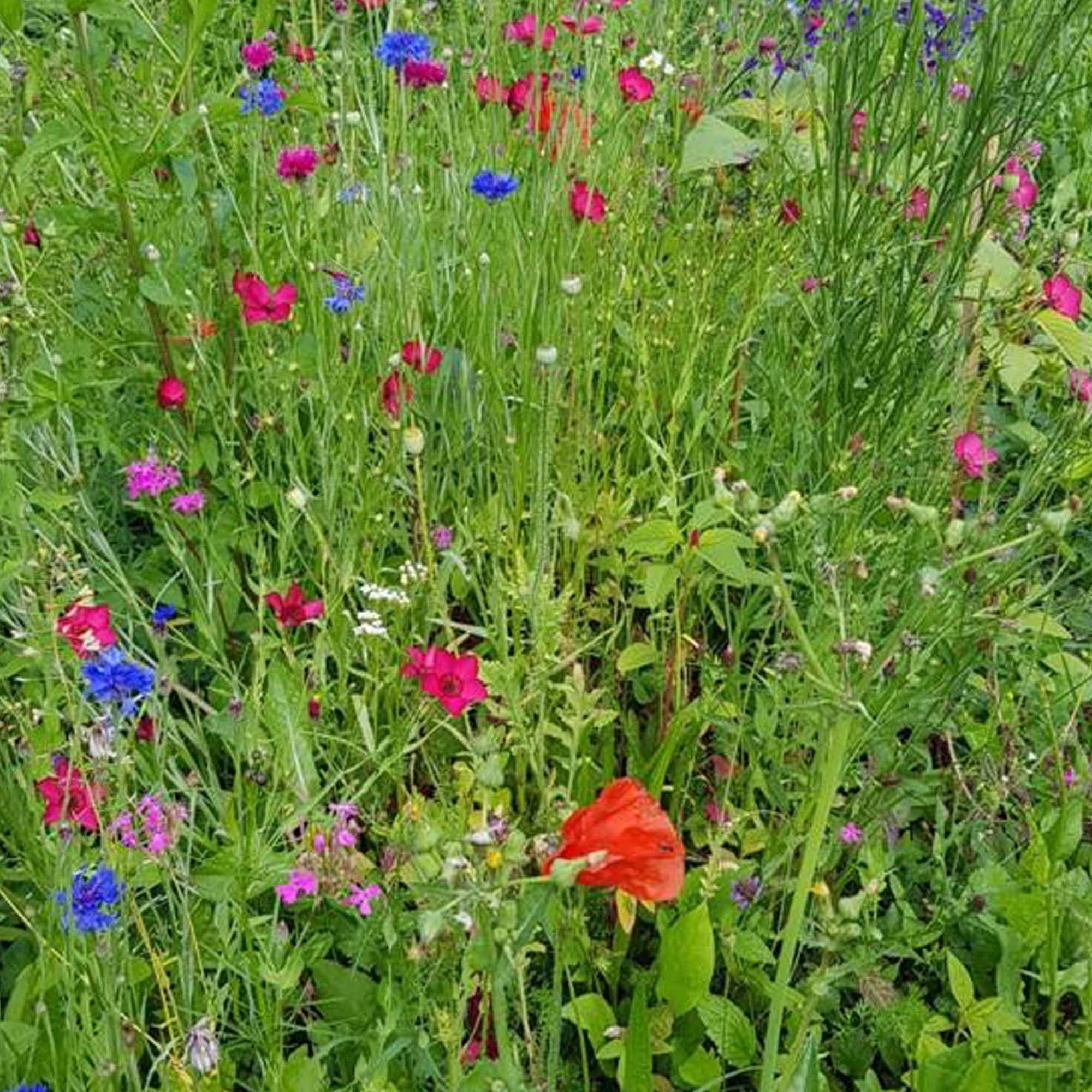 e829f8aff08aafd610a96bd8e6d11767