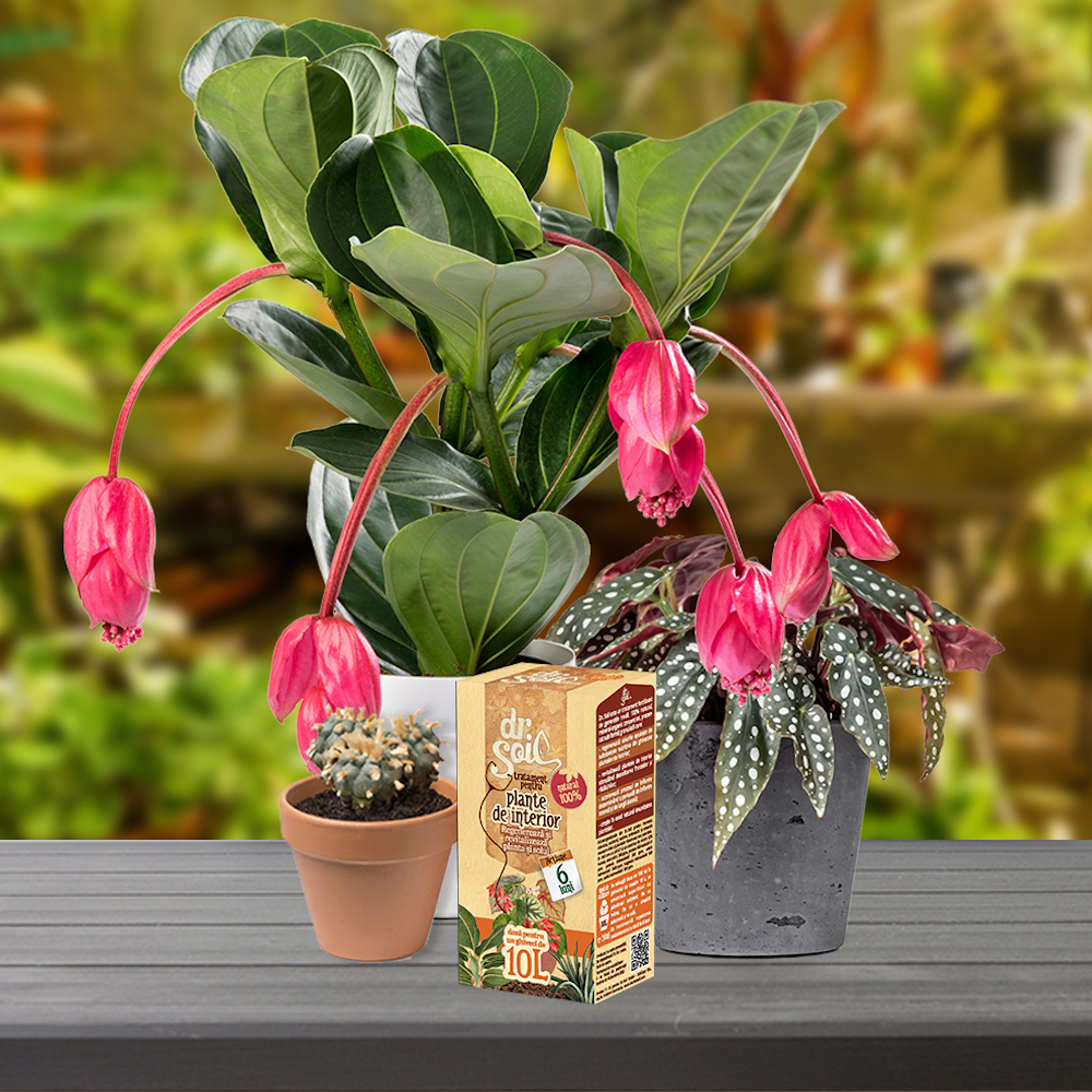Potted plant on shelf c80a6482ff52e85d4346df1fbea8811e