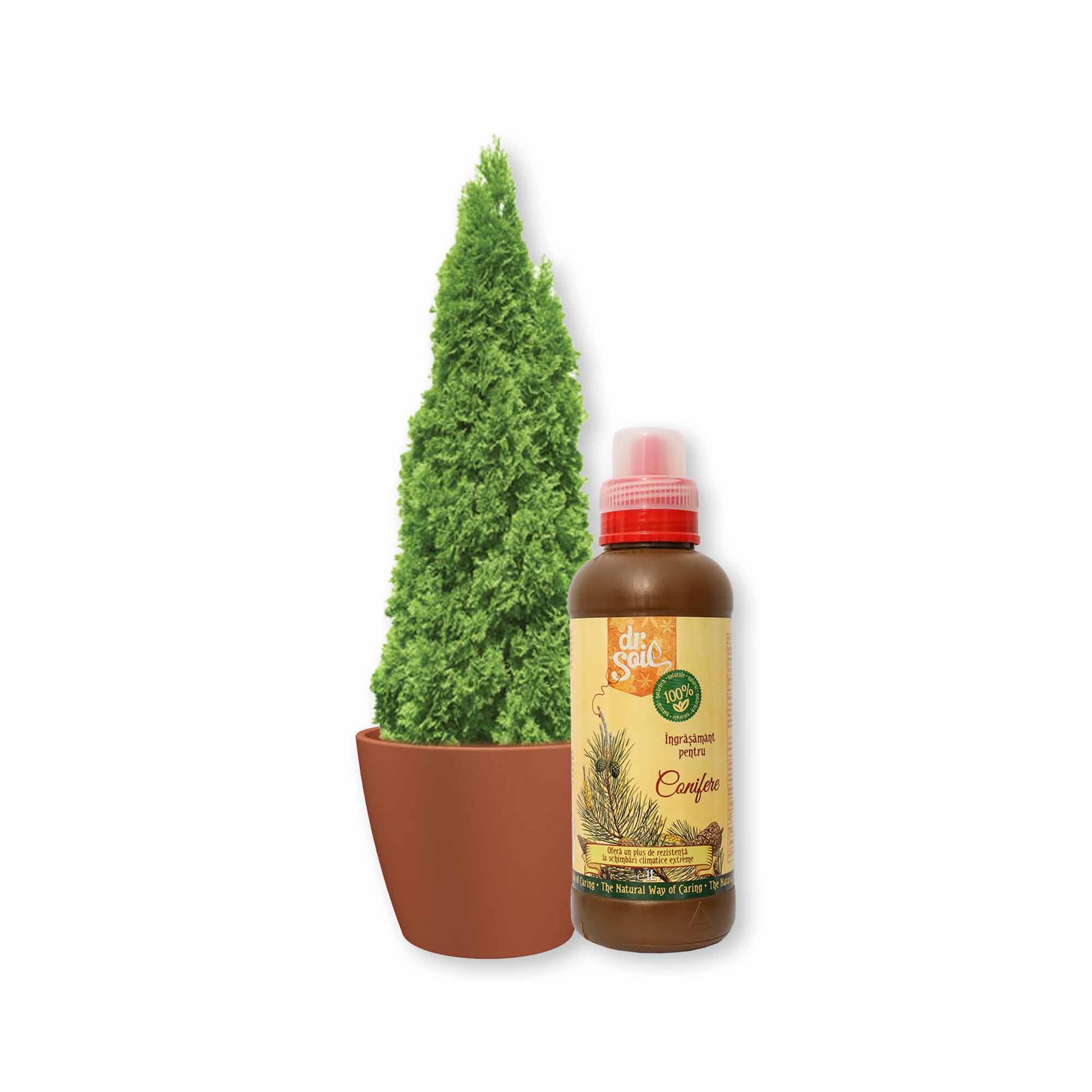 Pachet pentru ingrijirea coniferelor cu ingrasamant organic pentru conifere si ghiveci din teracota cu diametrul de 20cm