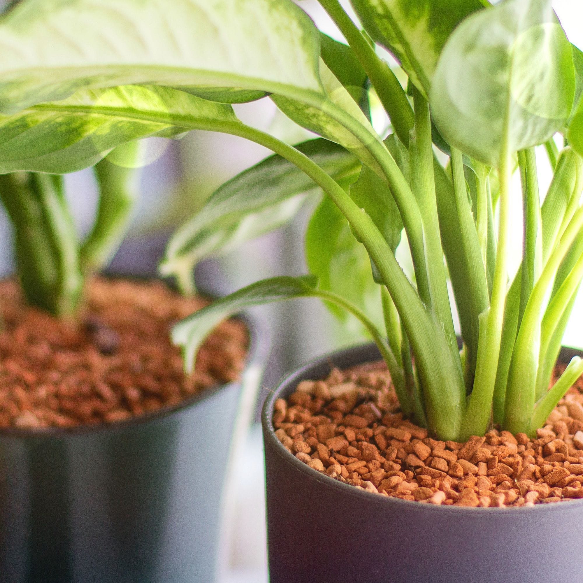 4260376730031_2.jpg f2a647f33c3349bc7552ba8712b0fdb9