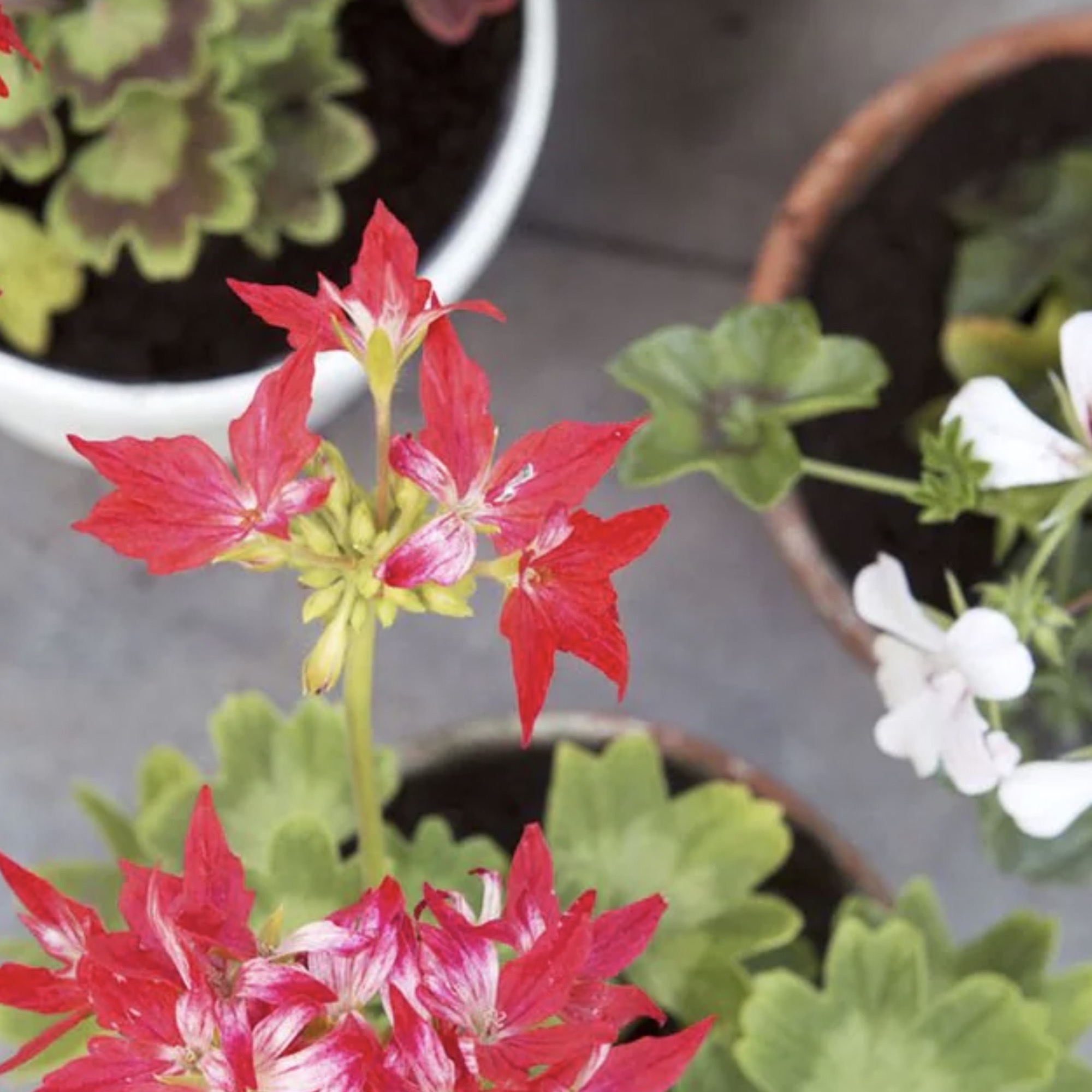 Screenshot 9f09d038ac63471335553bde64952e41