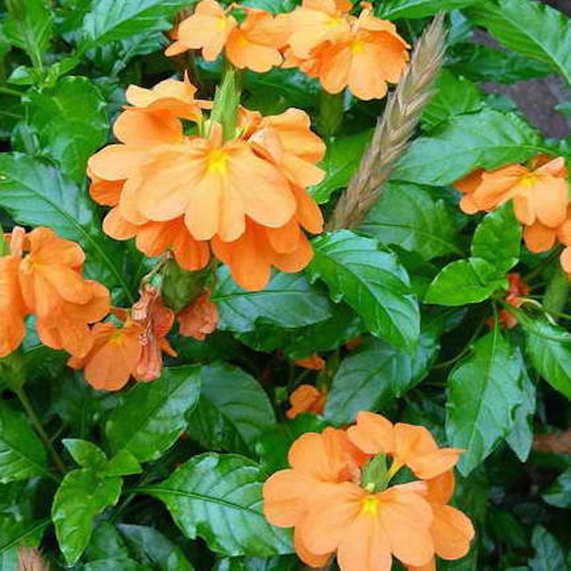 4260376730291_4.jpg d404acd11a9b4c19dc8c9d6e326c4e1d