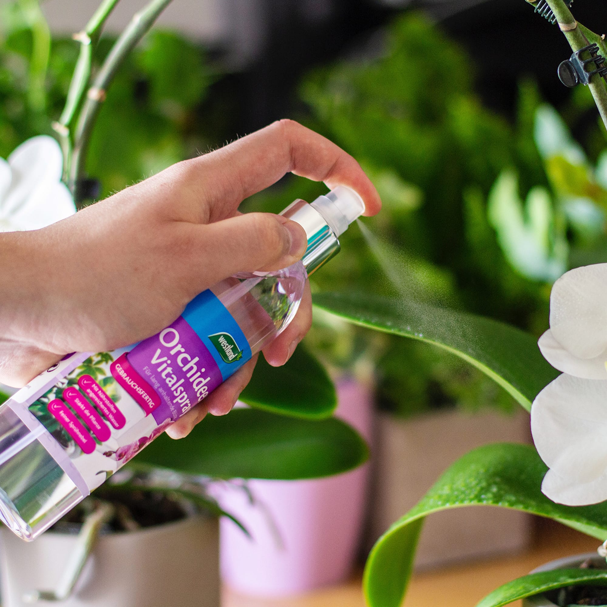 4260376733704_2.jpg 0c2c043c08eff8d096d4607f6b2853ea