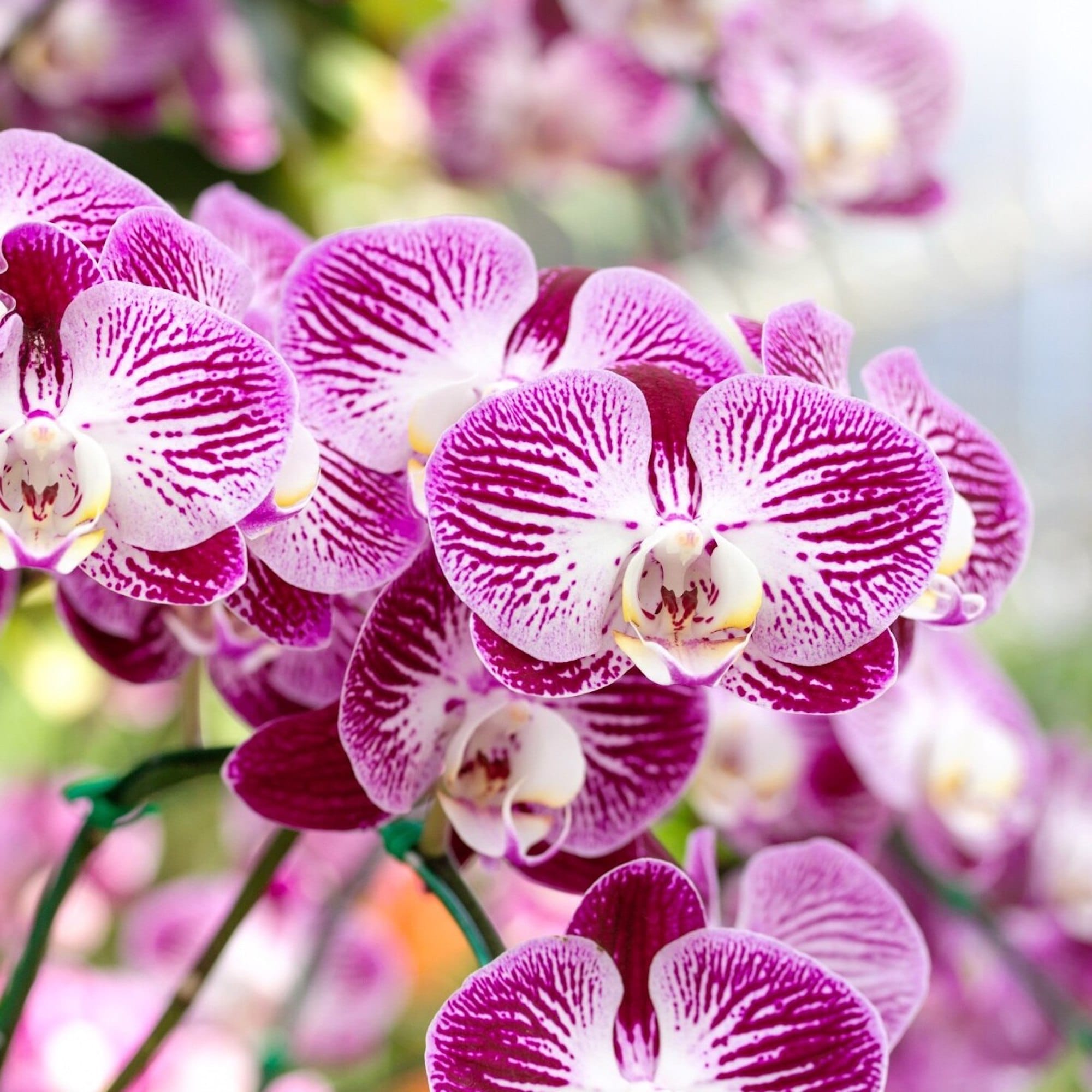 4260376733704_3.jpg b9566a3a3148b1e7b209fbf6db7a9100