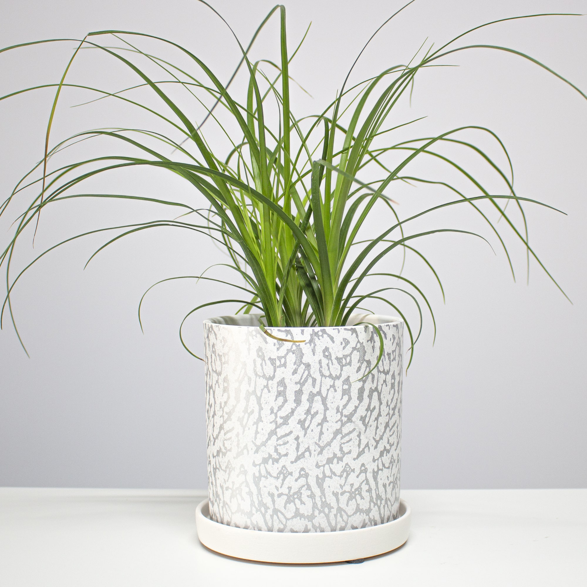 85d6bcec96116d386ac0eb5df12bb811