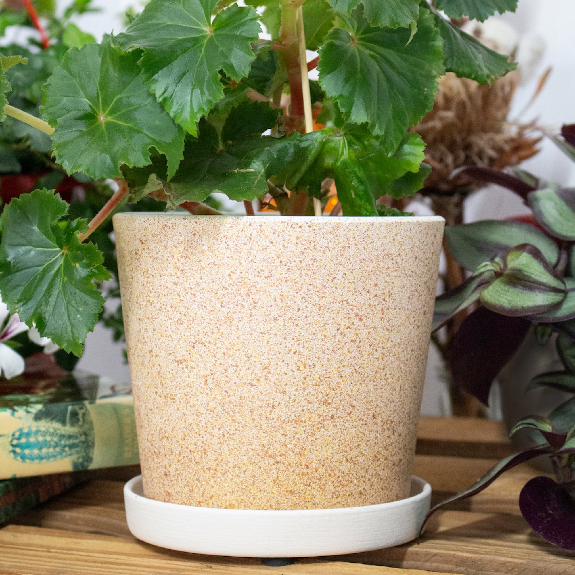 4660020048817_4.jpg a588e0d48d758866a9134e71d4116537