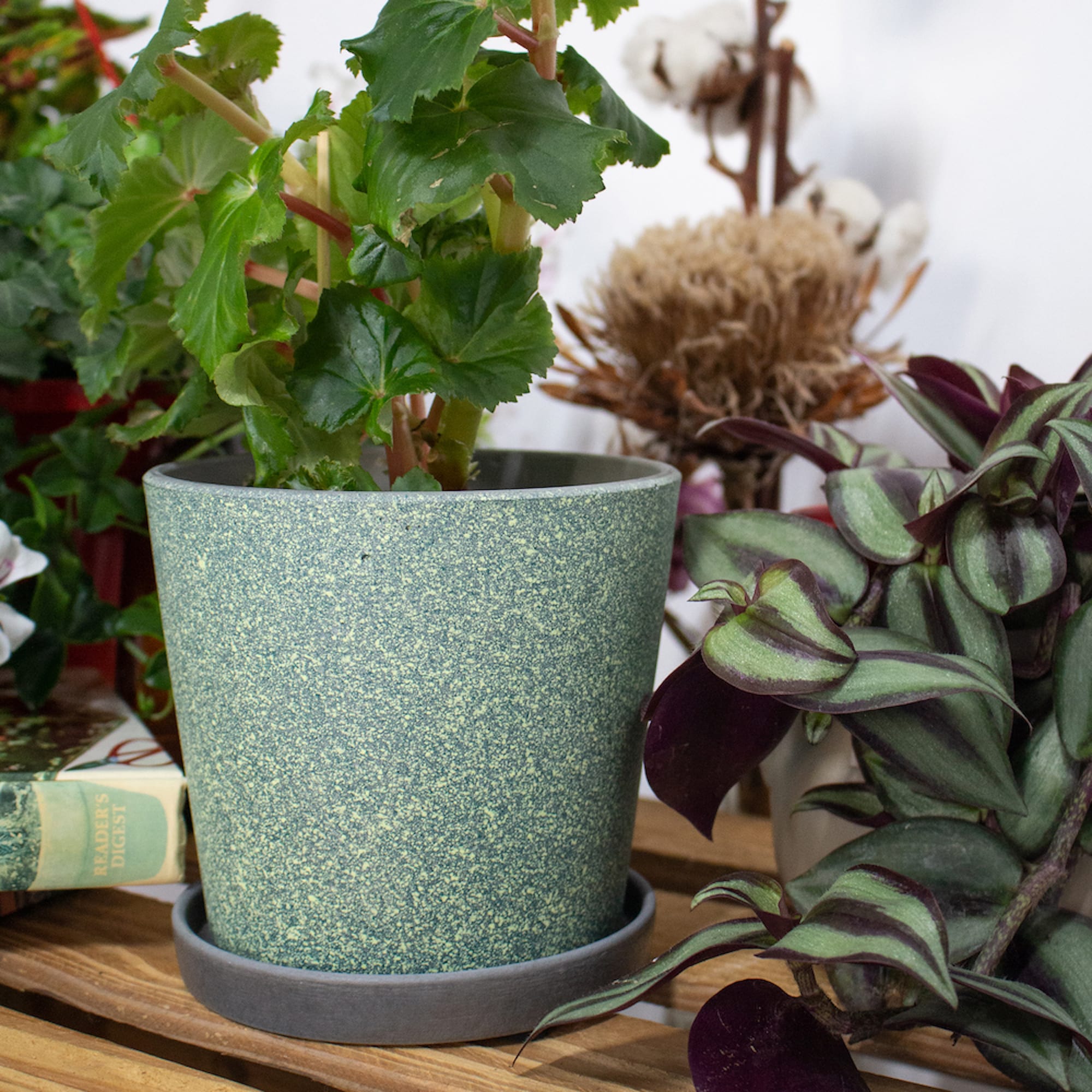 4660020048824_4.jpg cb652d0565545c9ee7d5ec9501290425