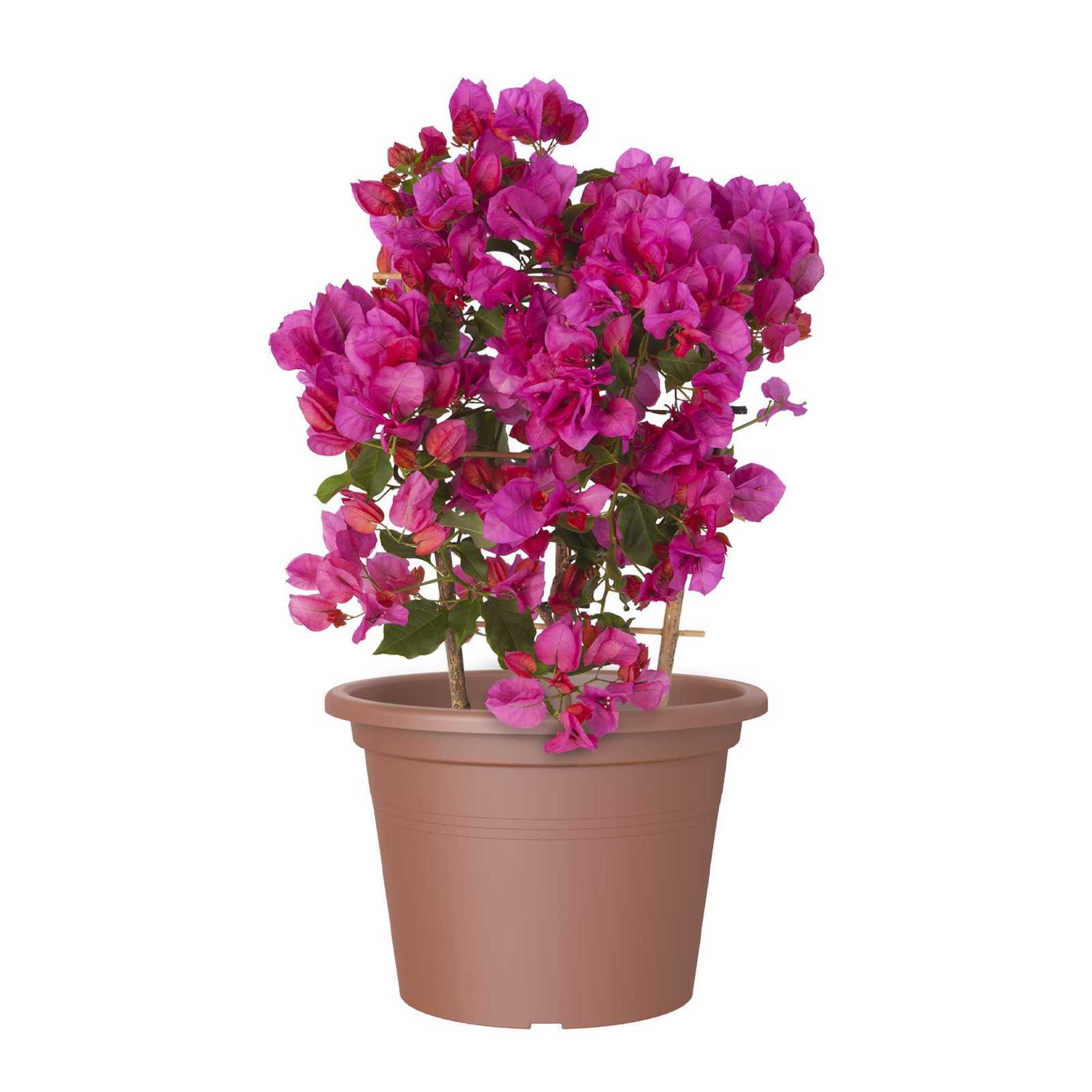 5600442801309_1.jpg 8cb13c9aa0a7fd8342e6ad0c90b12891