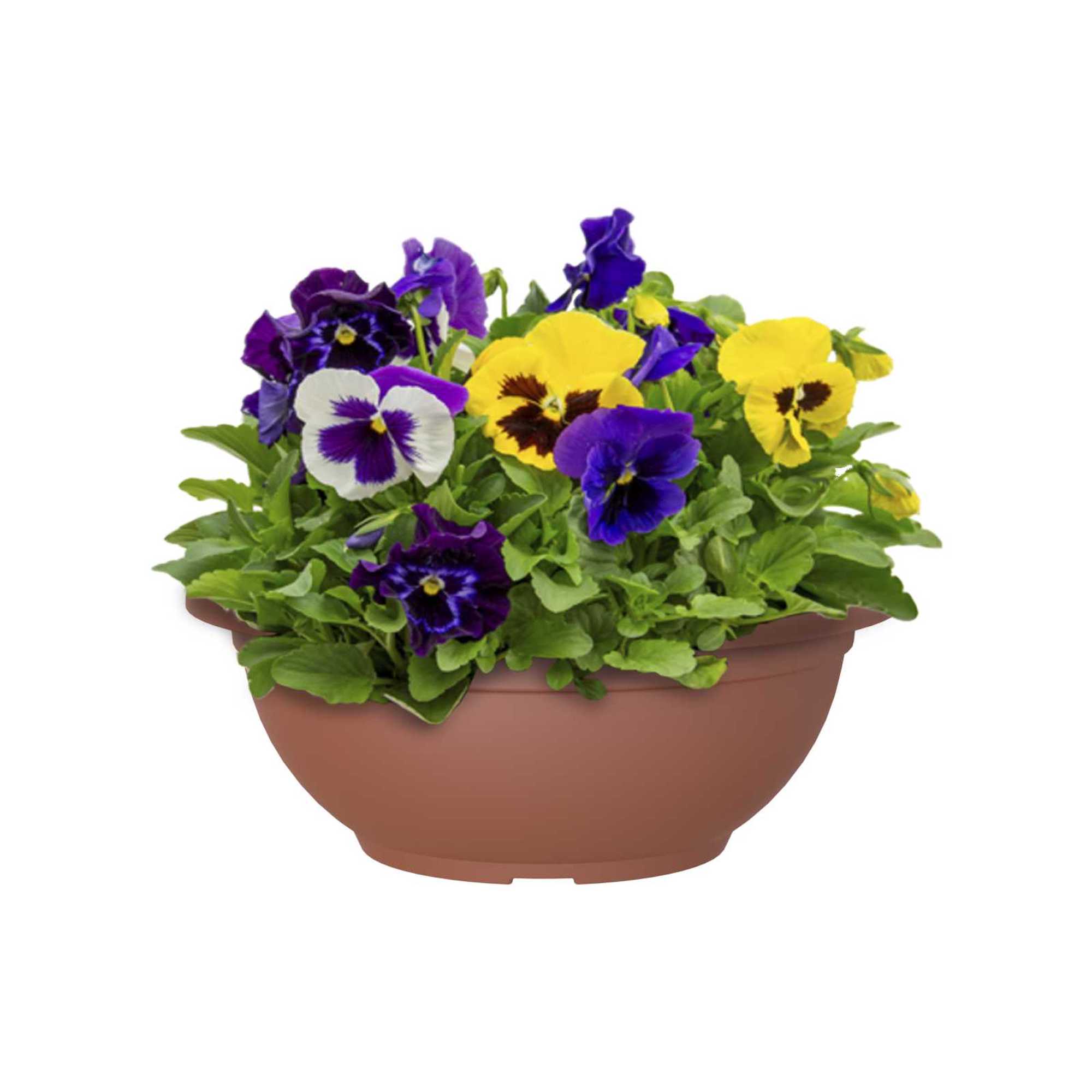 5600442807301_1.jpg e0c74c70a1609ee4beb4c957721178bf