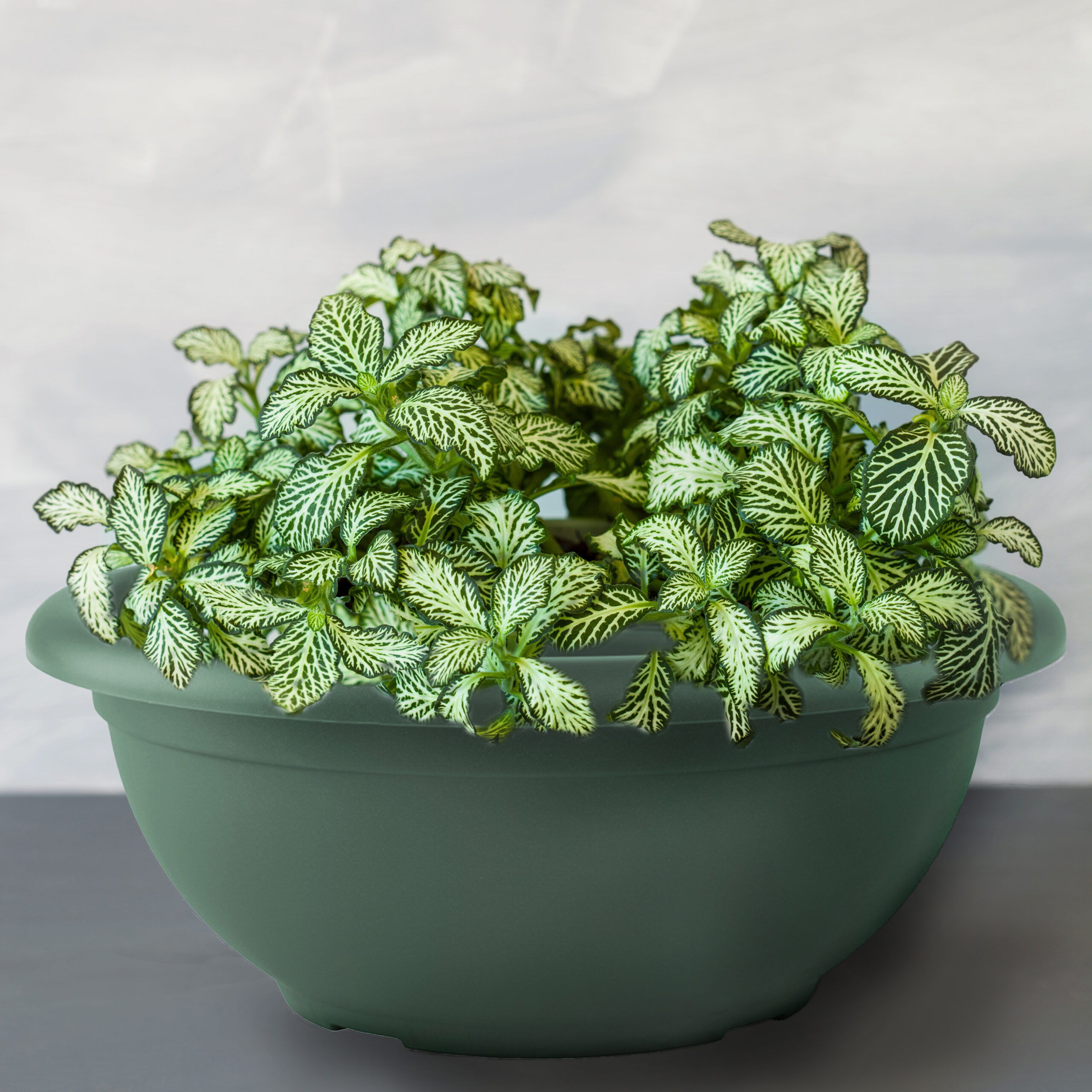 houseplant fittonia albivenis in white flowerpot 40d00af7bd324c200553120494408162