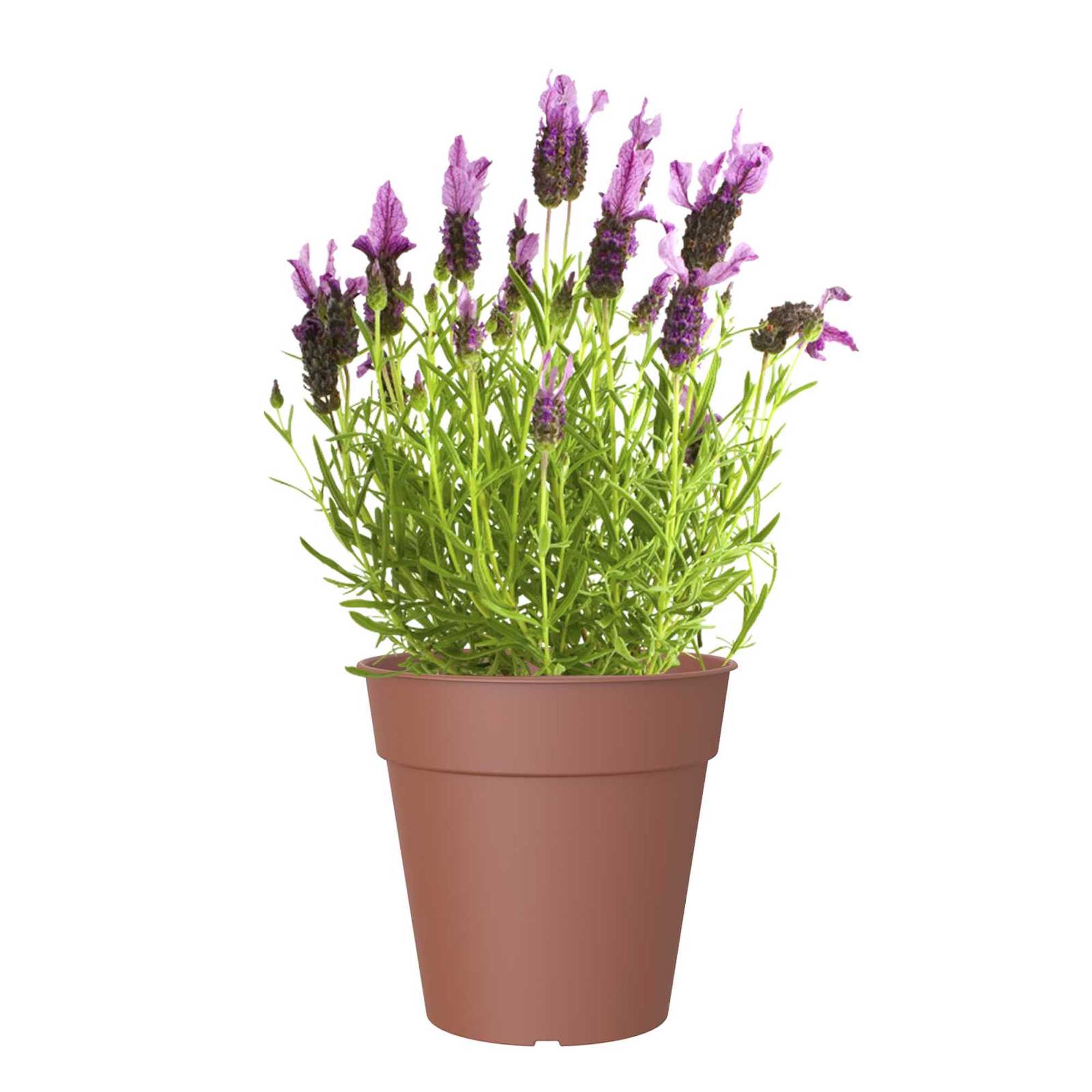 5600442820256_1.jpg 51b84b0448e877e892a3f8e687802a9c