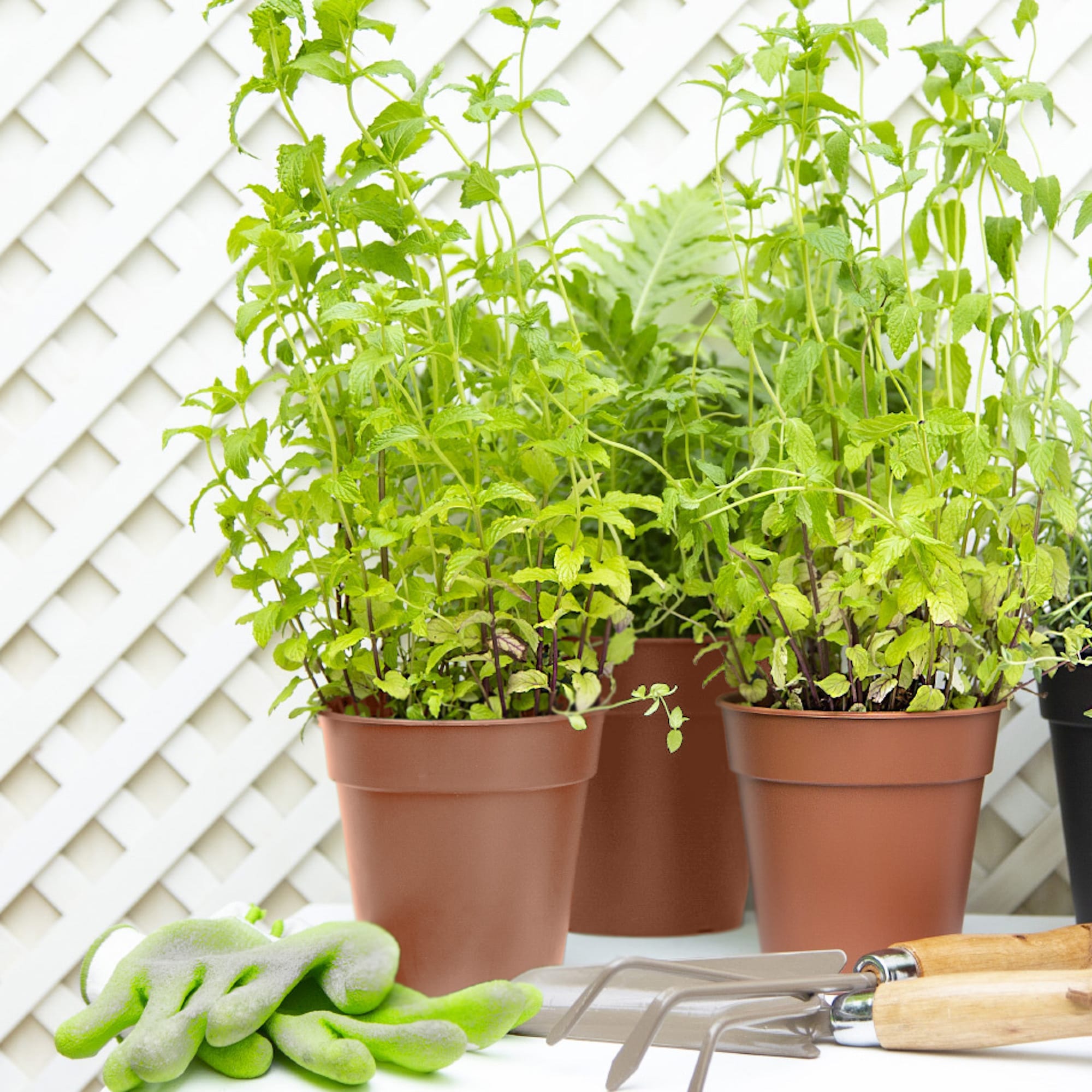 5600442820256_3.jpg 3fc244819946811a9223d41df541b78a