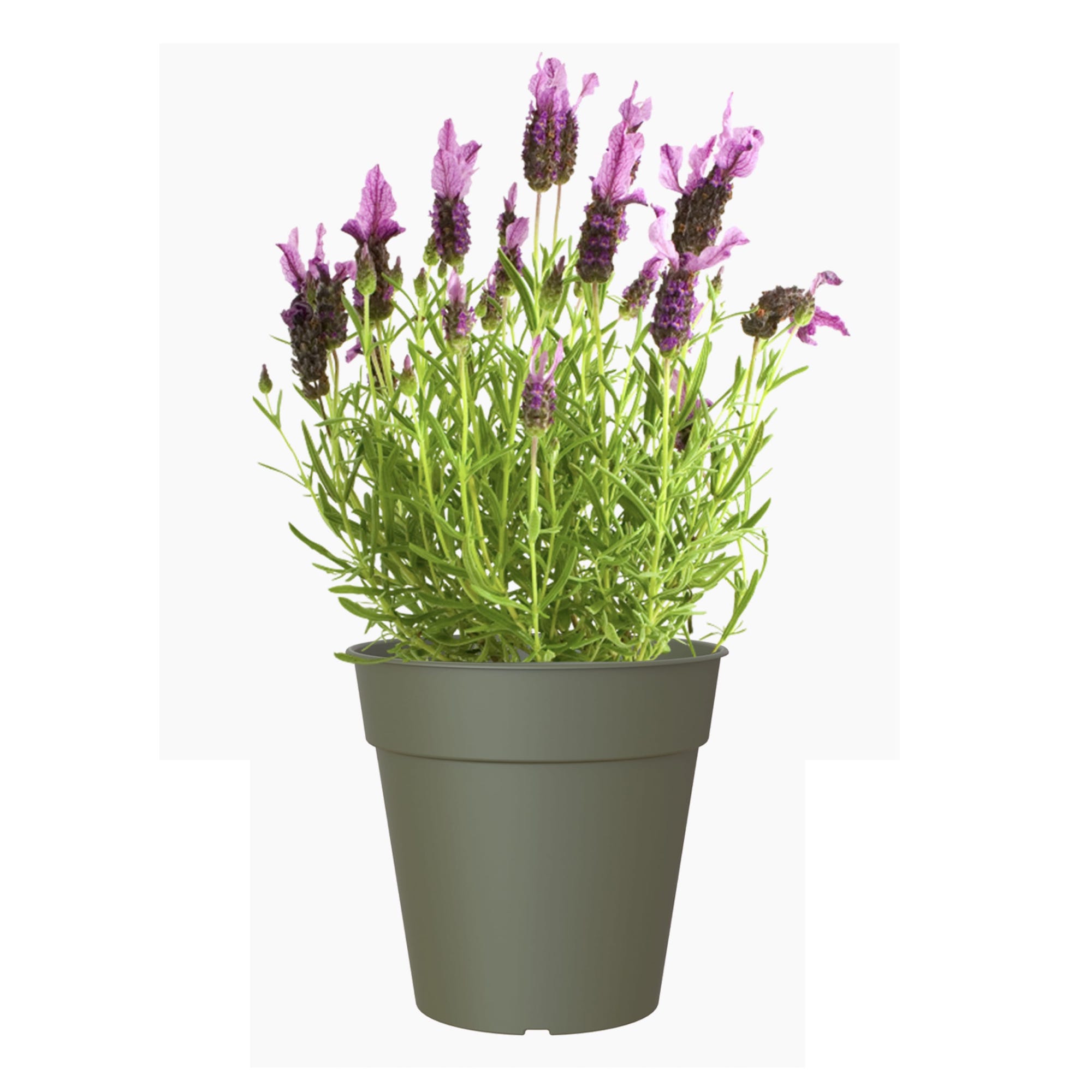 5600442838060_1.jpg 6a680edf04b3a4abbff509bbea4389c3