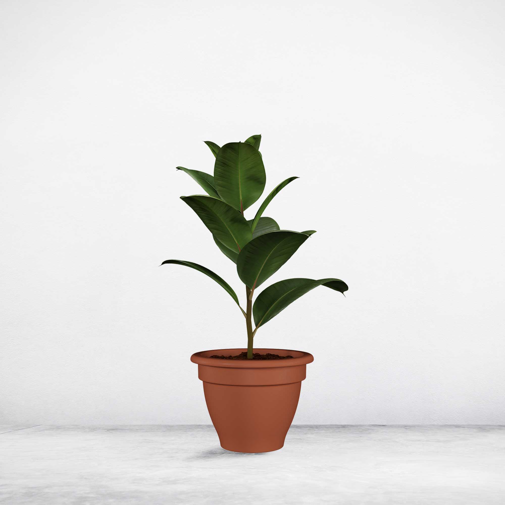 5600837332555_4.jpg 0d8b6bd66c572b08b84d5afec8e6c484