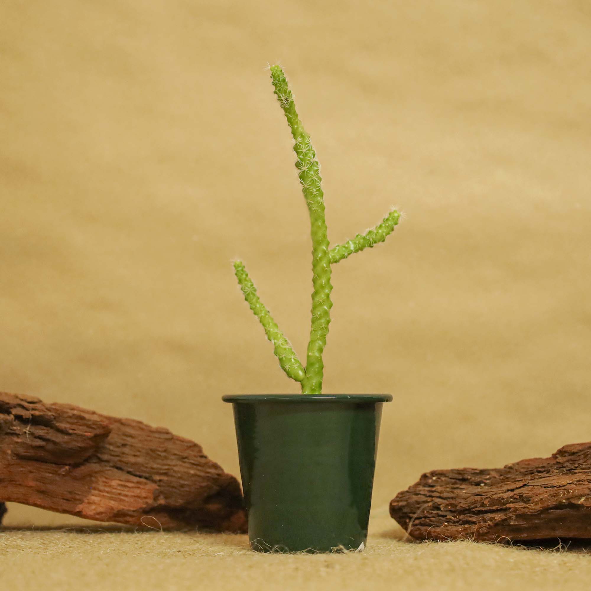 ebce122d847282617a46ec8cdca4ced0