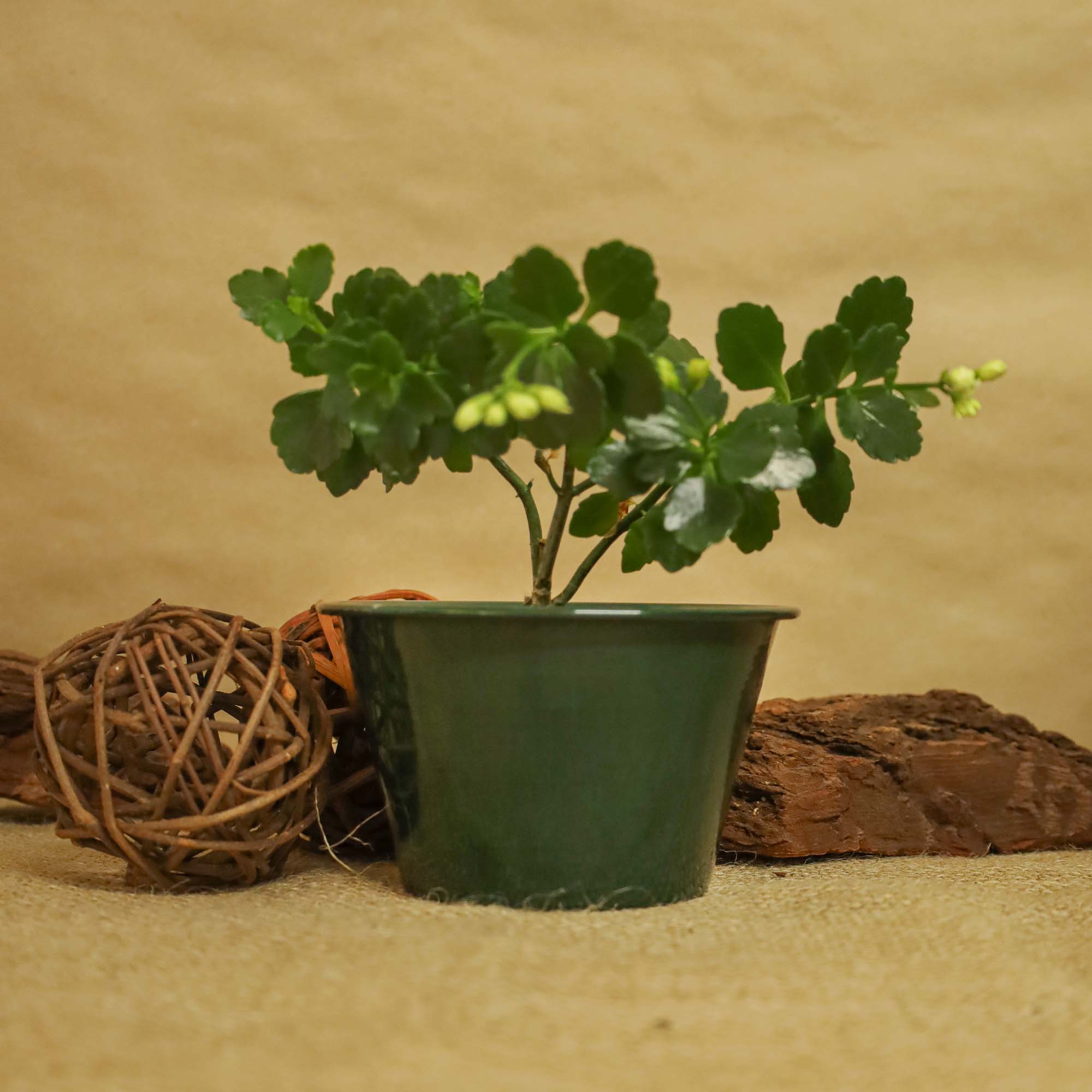 5949062706626_4.jpg 9dd5e00b507c2a0c60d6406b80af6488