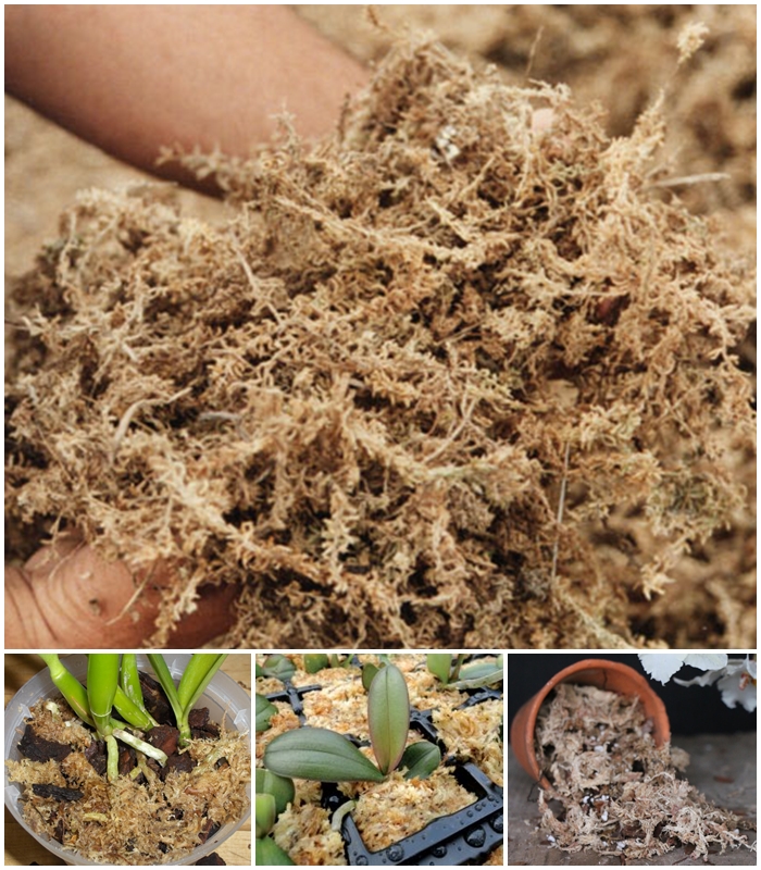 Muschi Sphagnum (deshidratat), la punga de 15 gr
