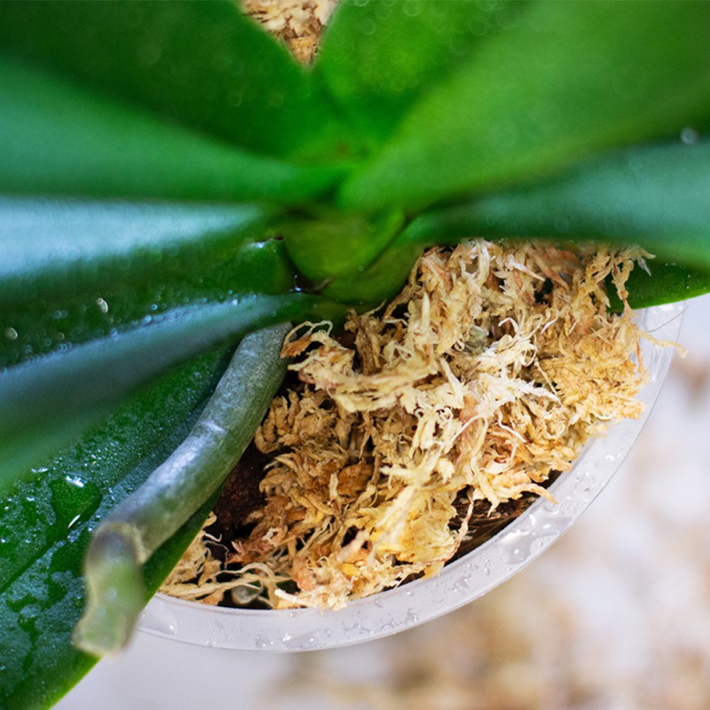 5949062790014_1.jpg c80cc5c6c91e51e9f9a4799af324fbd6