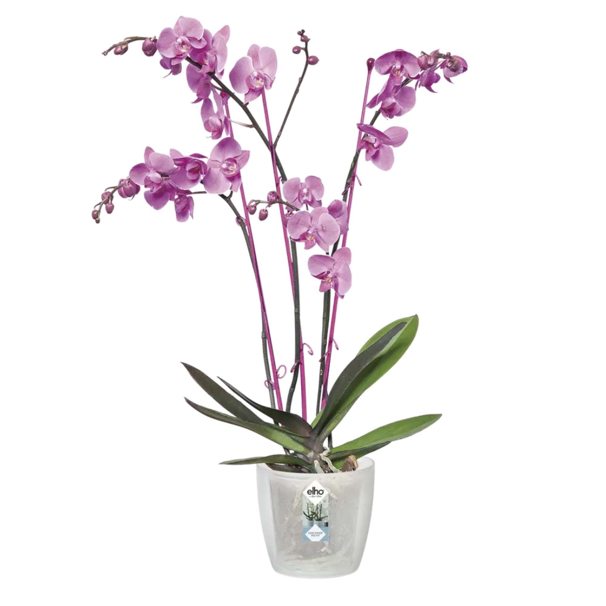 8711904082581_1.jpg d6d3726740d7912797ba58c04f29545f