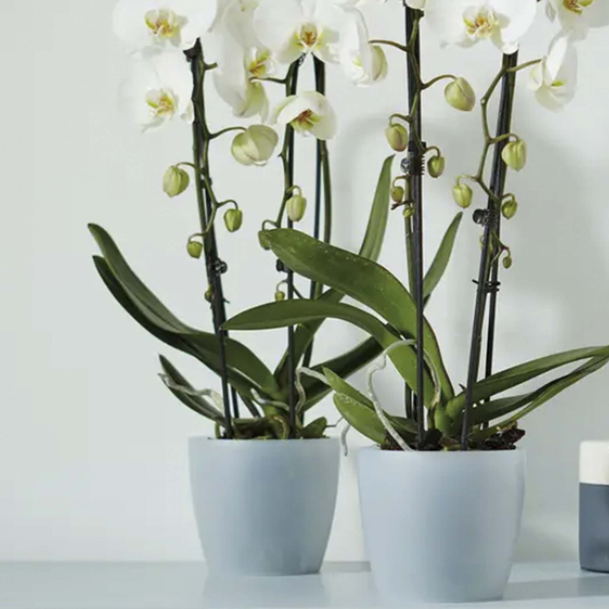 8711904082581_2.jpg 8075fe721f9946d86e221707c720193c