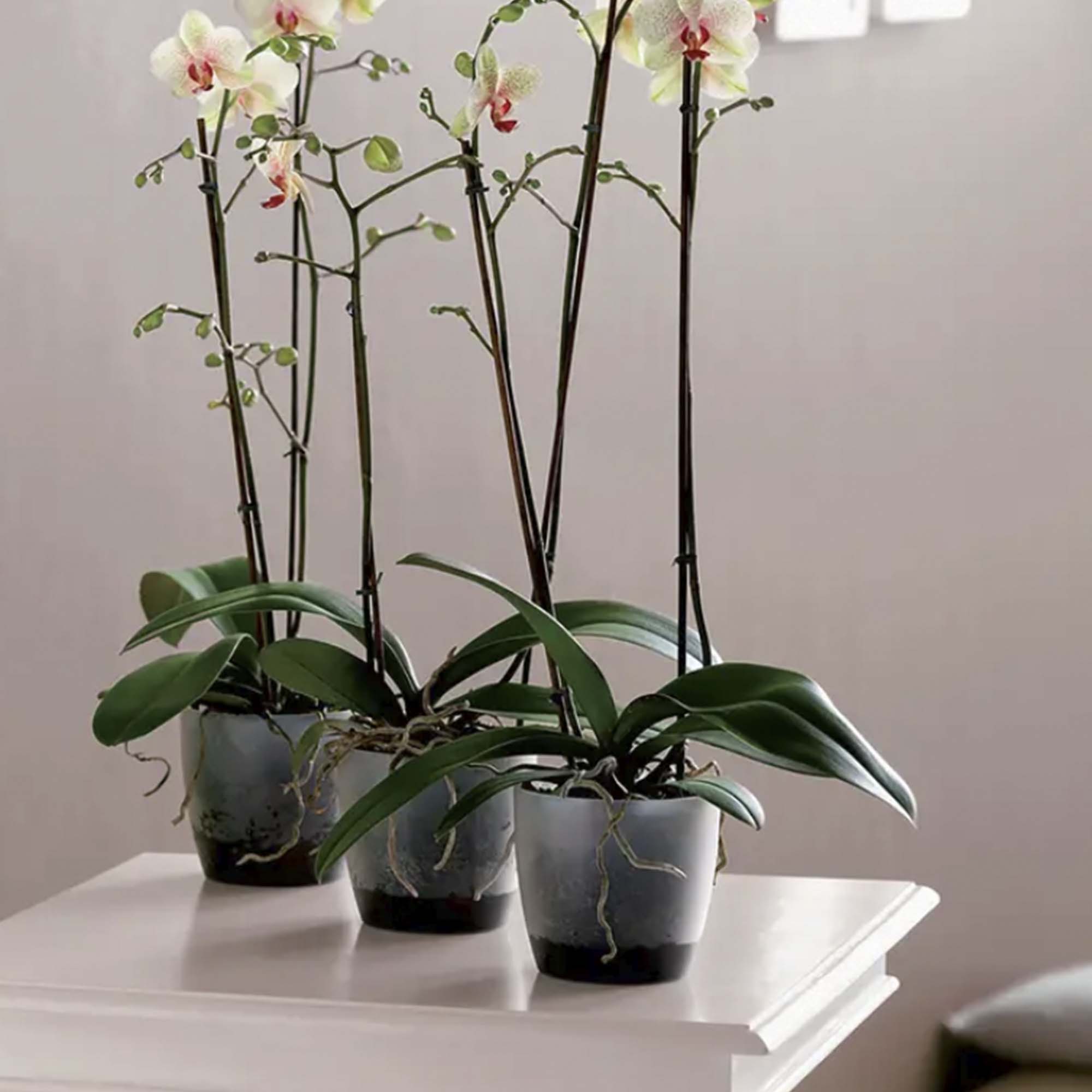 8711904082581_3.jpg 08f22678a5365b829c538dd3ad734513