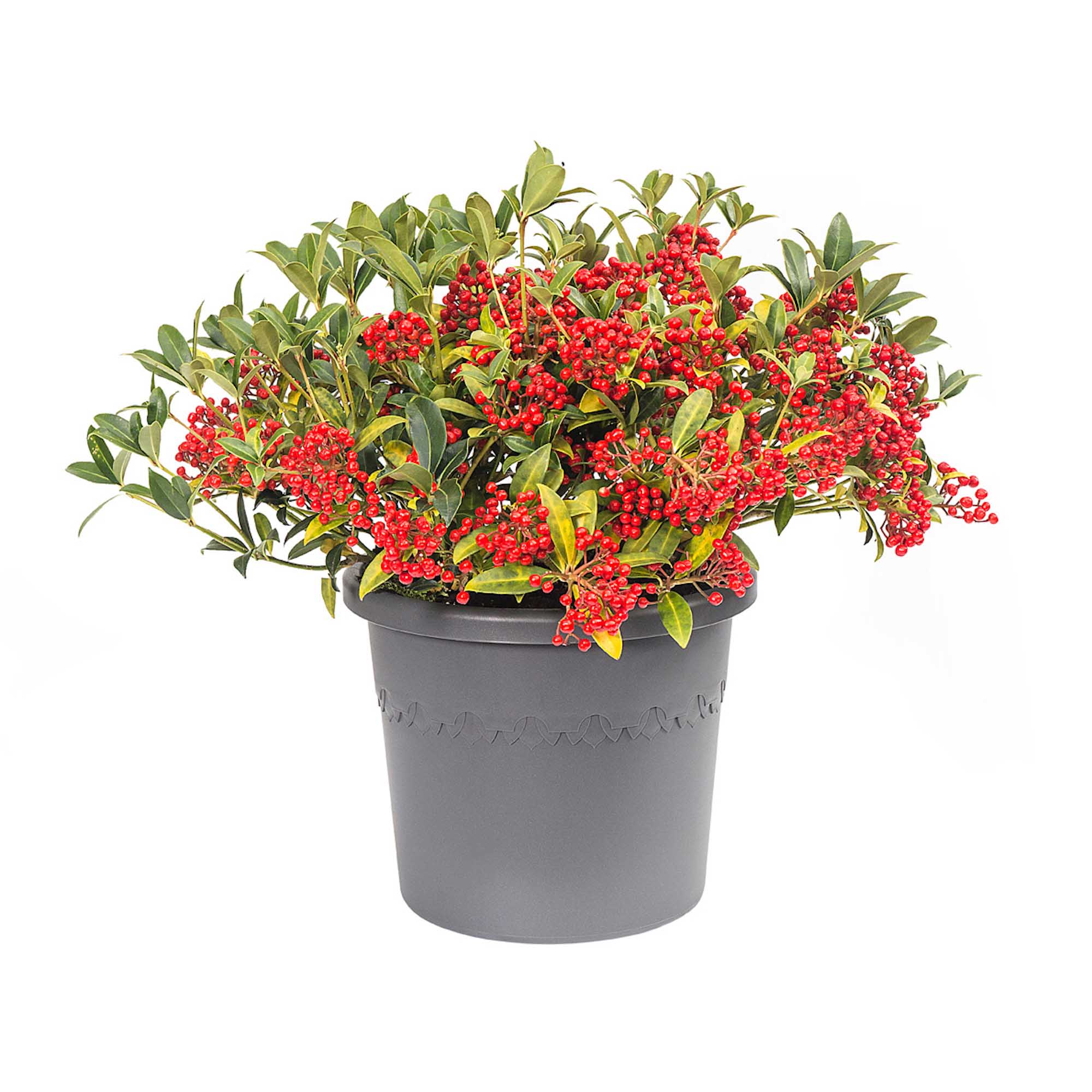 8711904106096_1.jpg 613e4f28b360bb10220d3042b9c12795