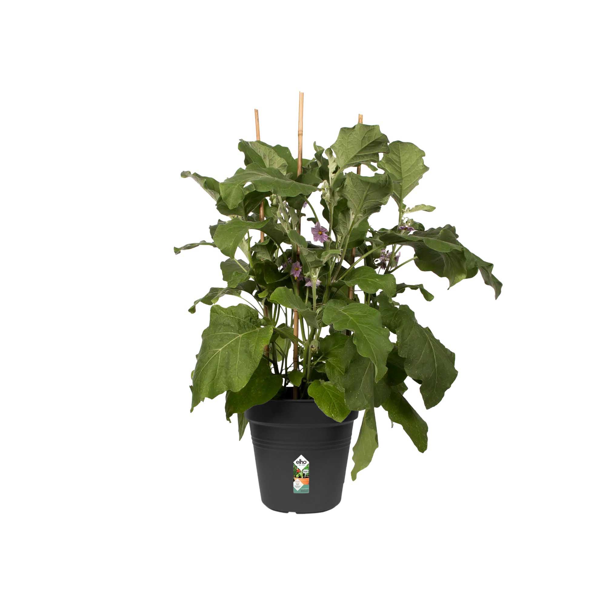 947f93125ea1b81ad9d66e57b0c08bc5