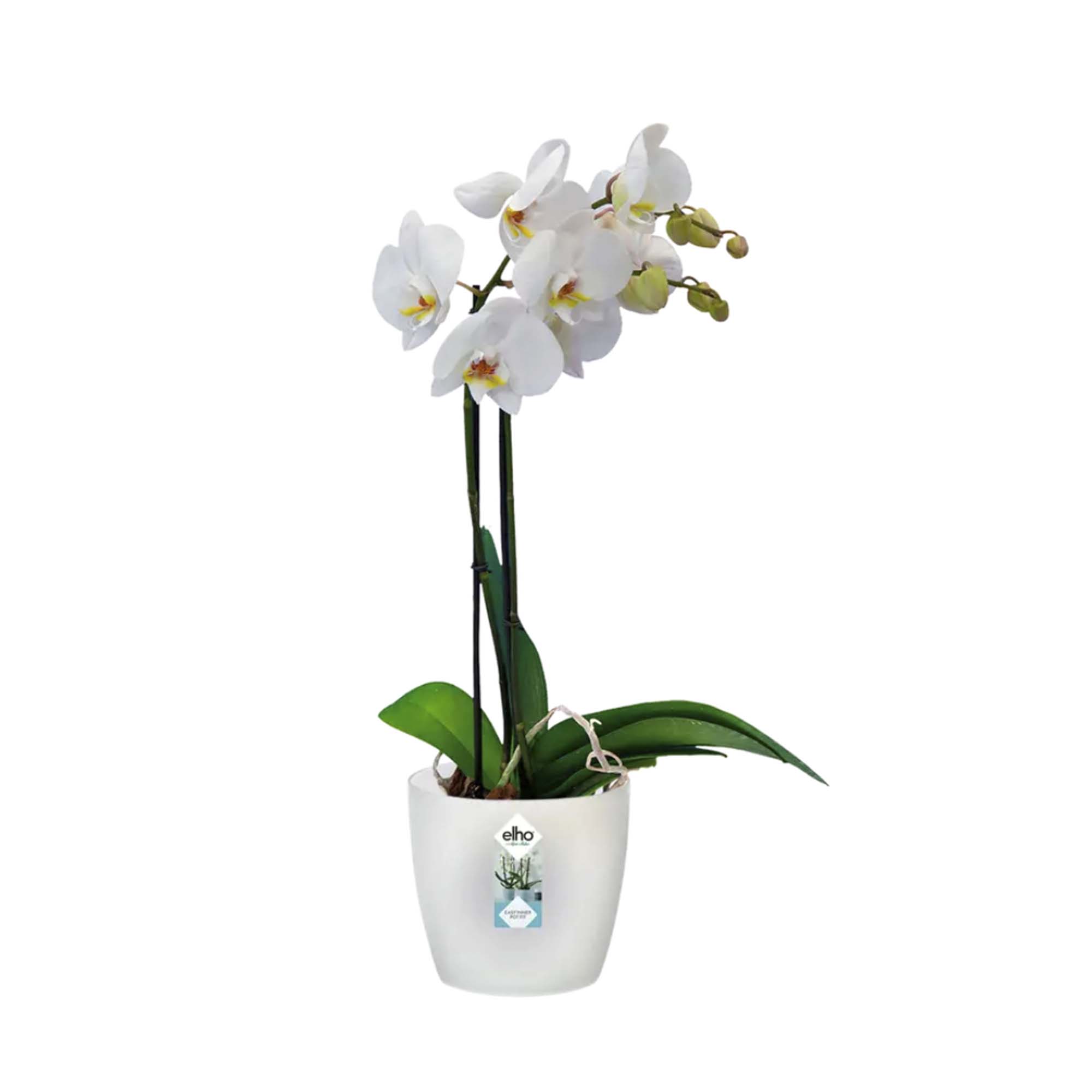 8711904114404_1.jpg 74467182436ed4b27b08e2d9a9a65fc7