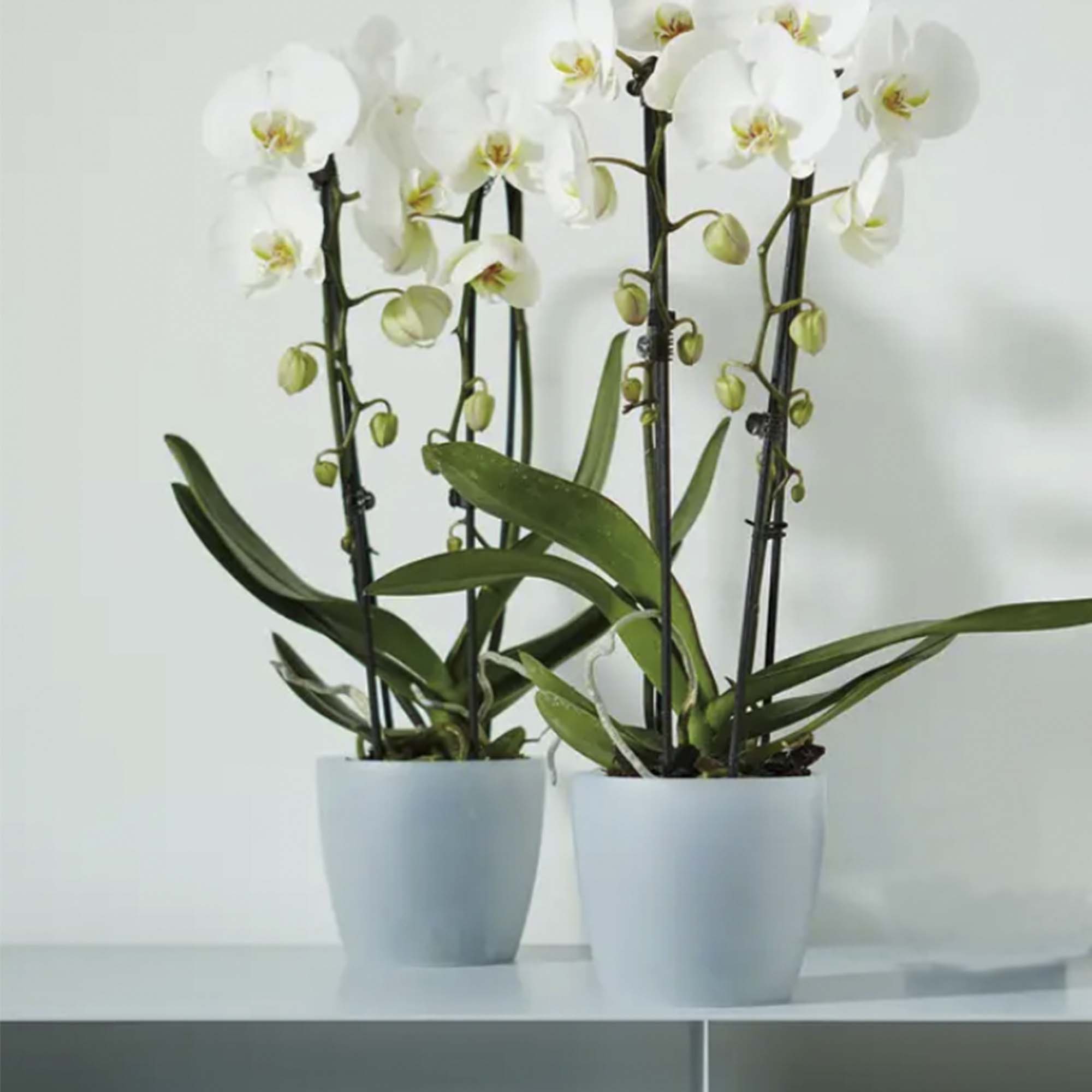 8711904114404_2.jpg 9850463294b3357fcce2a10b2ca96a25