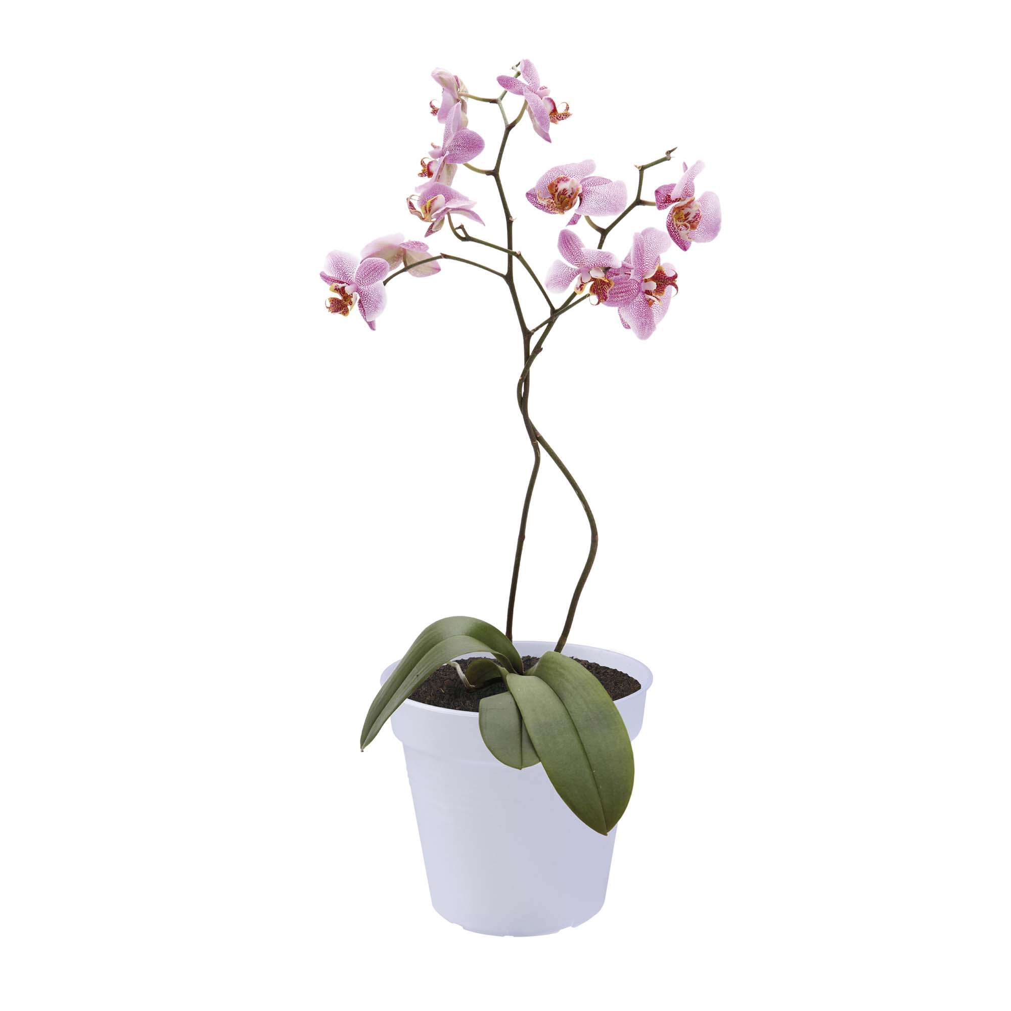 8711904123901_1.jpg ce51876169a08280b558eab263a63235