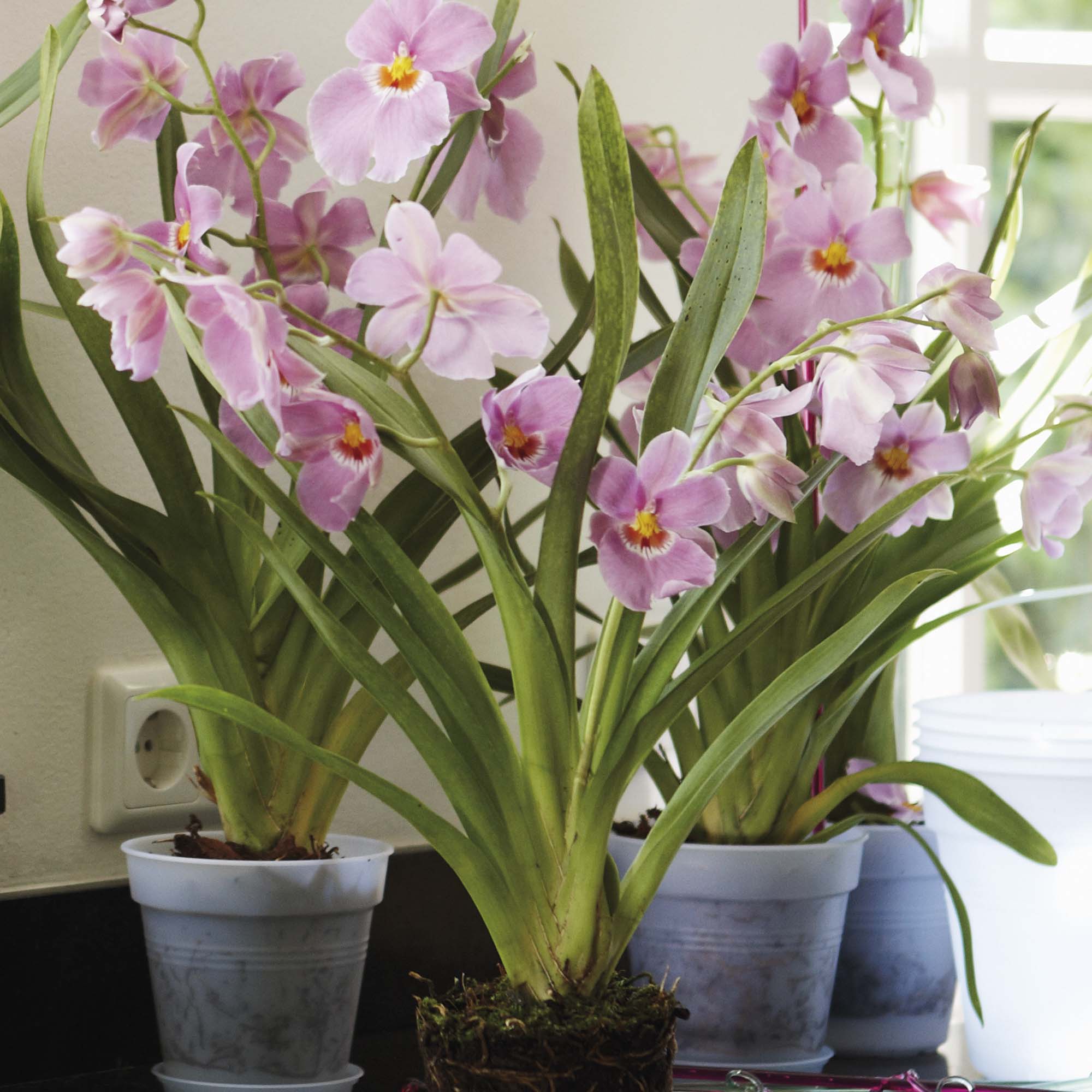 8711904123901_4.jpg 862749a809b6f154e7cc3d7b58103a62