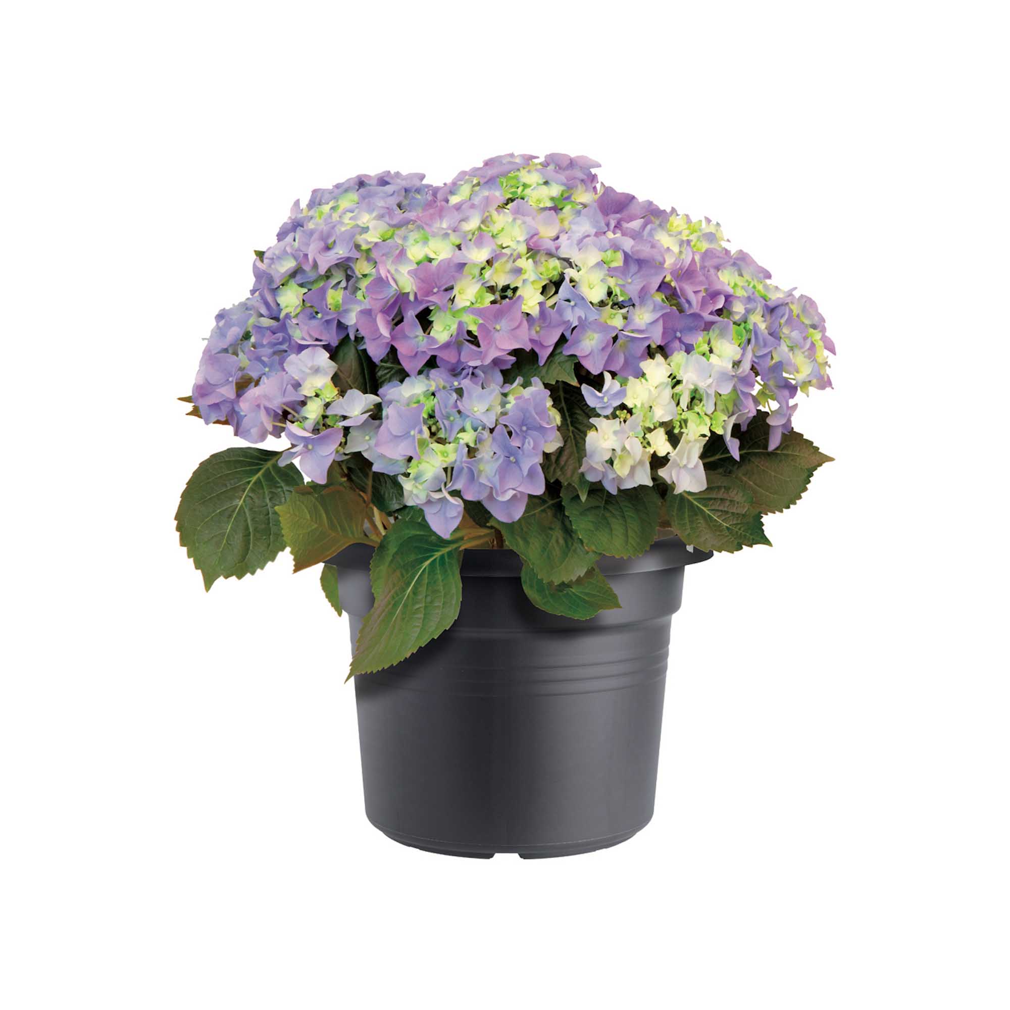 d85049e3b0c0b69a75360d80bcc3738a