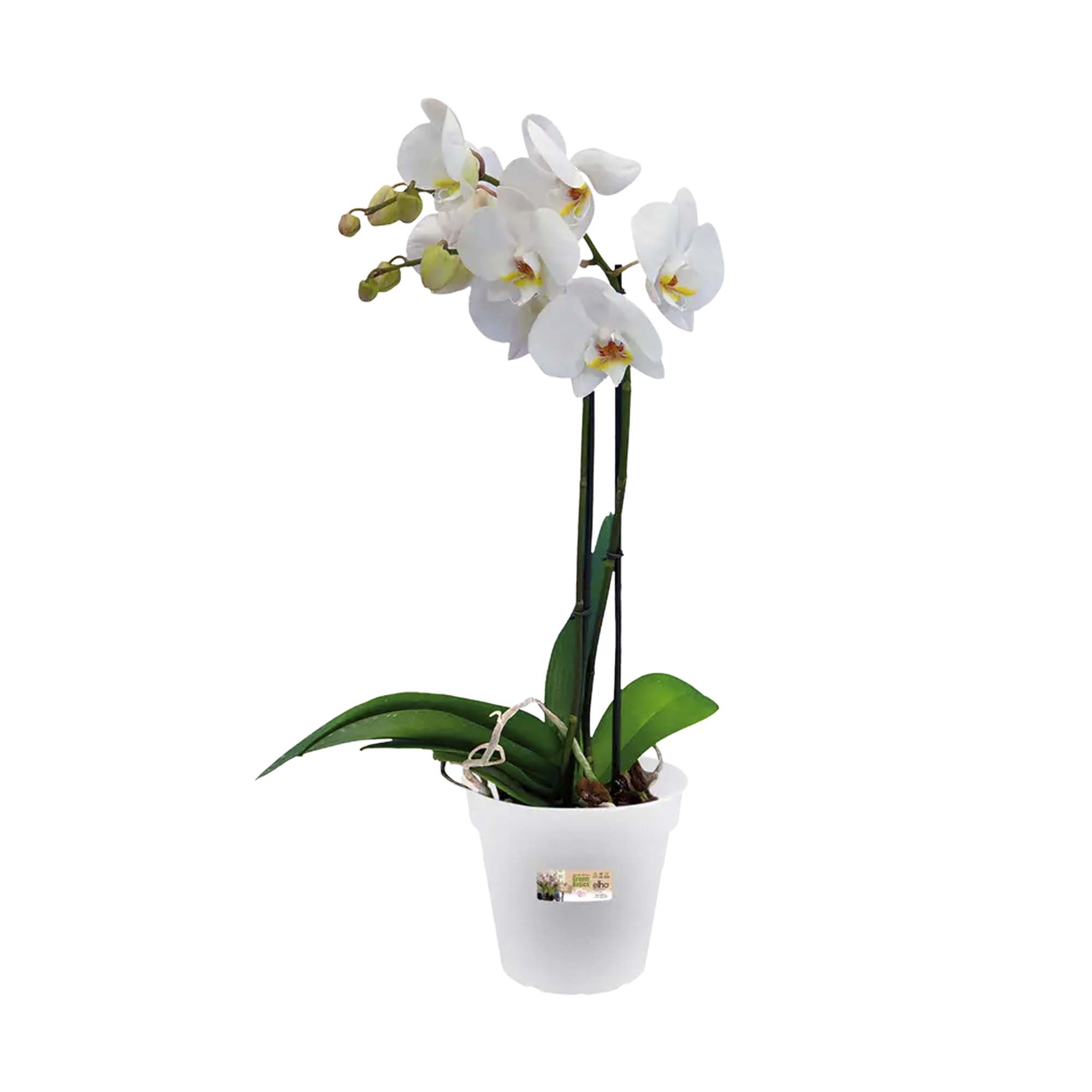 8711904139995_2.jpg e98c09c0a1888f1e06ac8bc44788601f