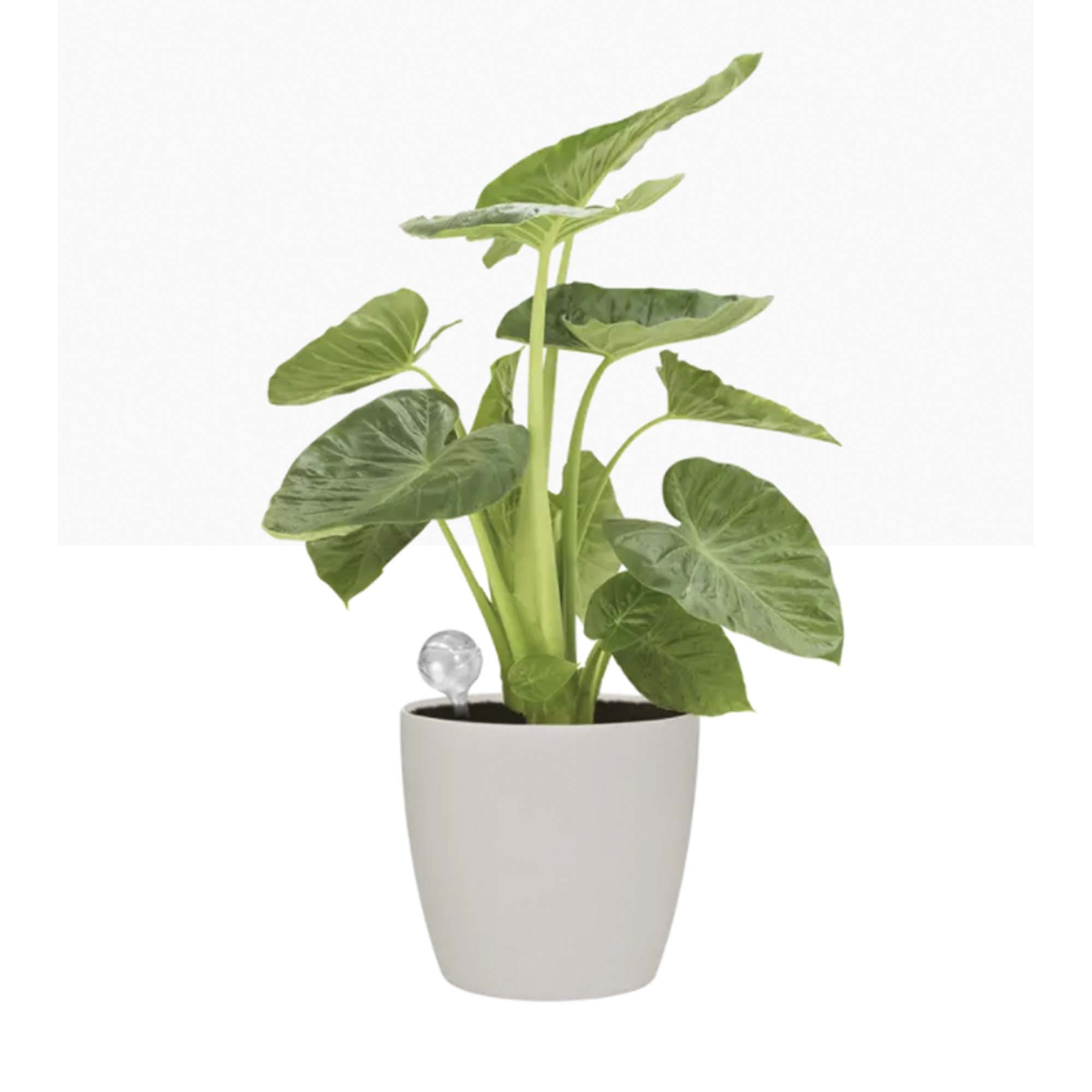 8711904148973_2.jpg 88b085560edcc83a2ae4526c8fee0f08