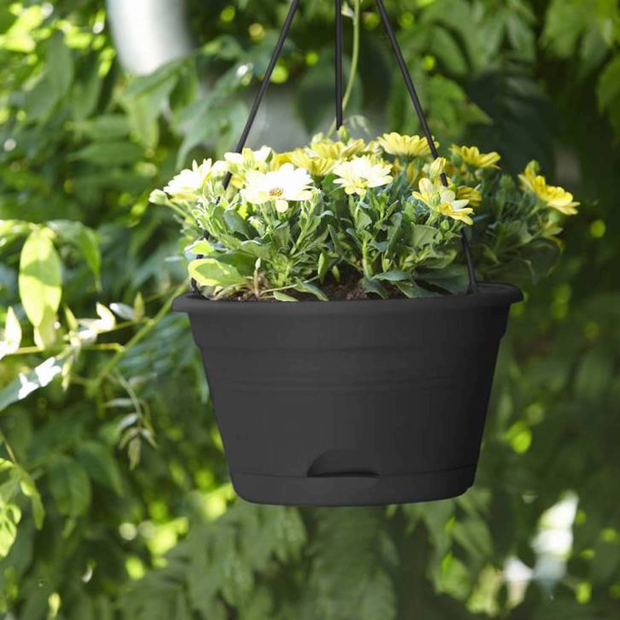 85a67a458262455b1094ab8e46c20170