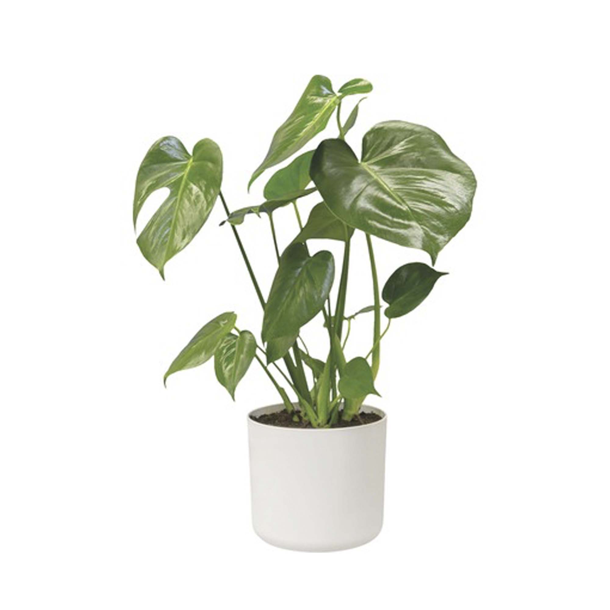 a42b96a4ae3c9ef7492e3fd5c5c36025