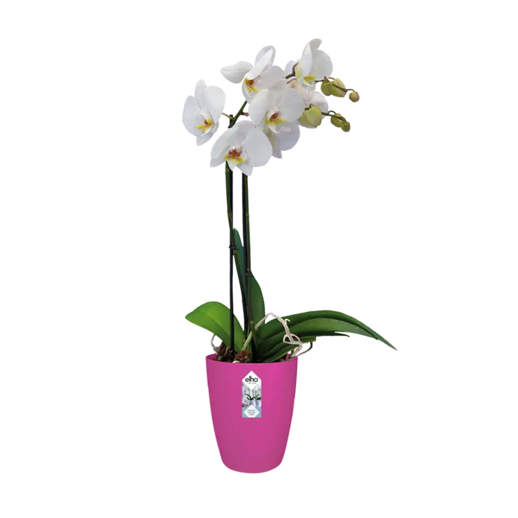 8711904232207_1.jpg 1f013532190d7ae525d9368f97c2ac8f