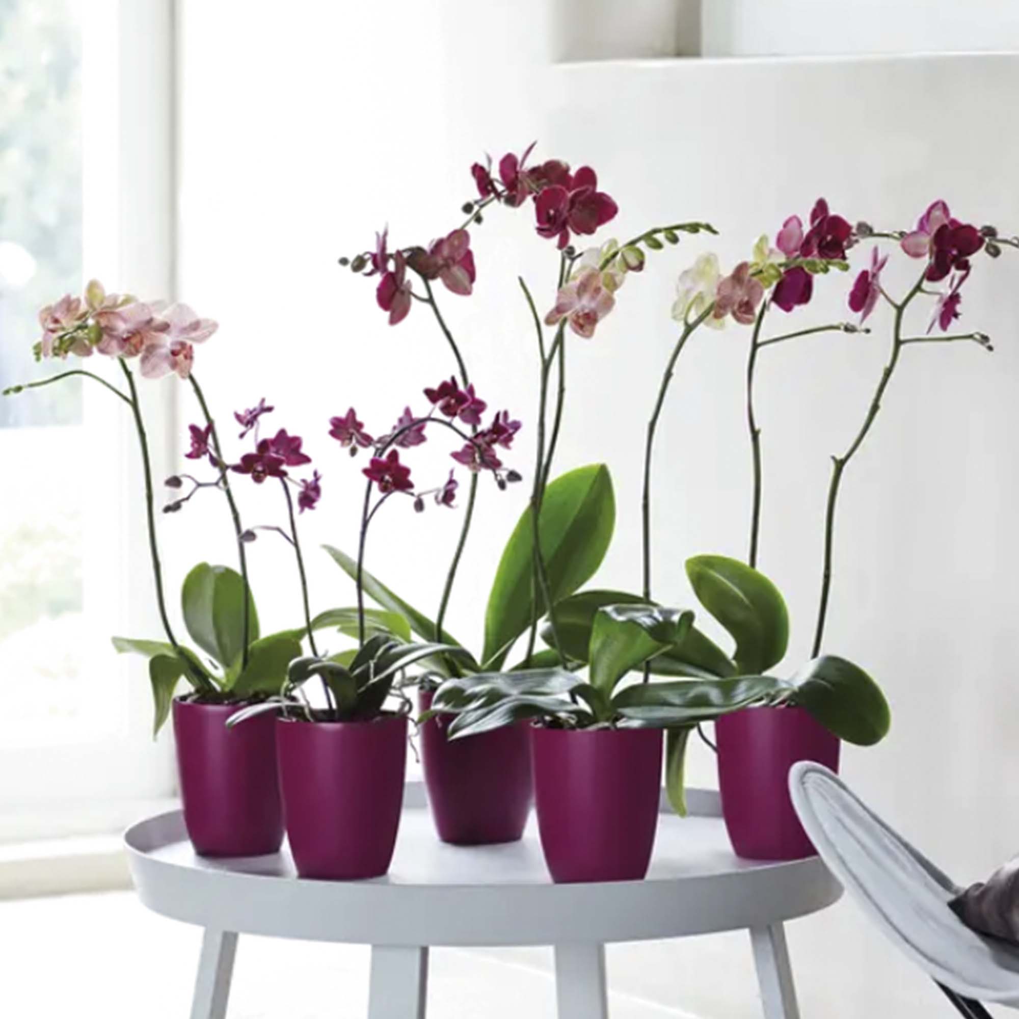 8711904232207_2.jpg 3cb3d628f44e2c097df09ef0f623d778