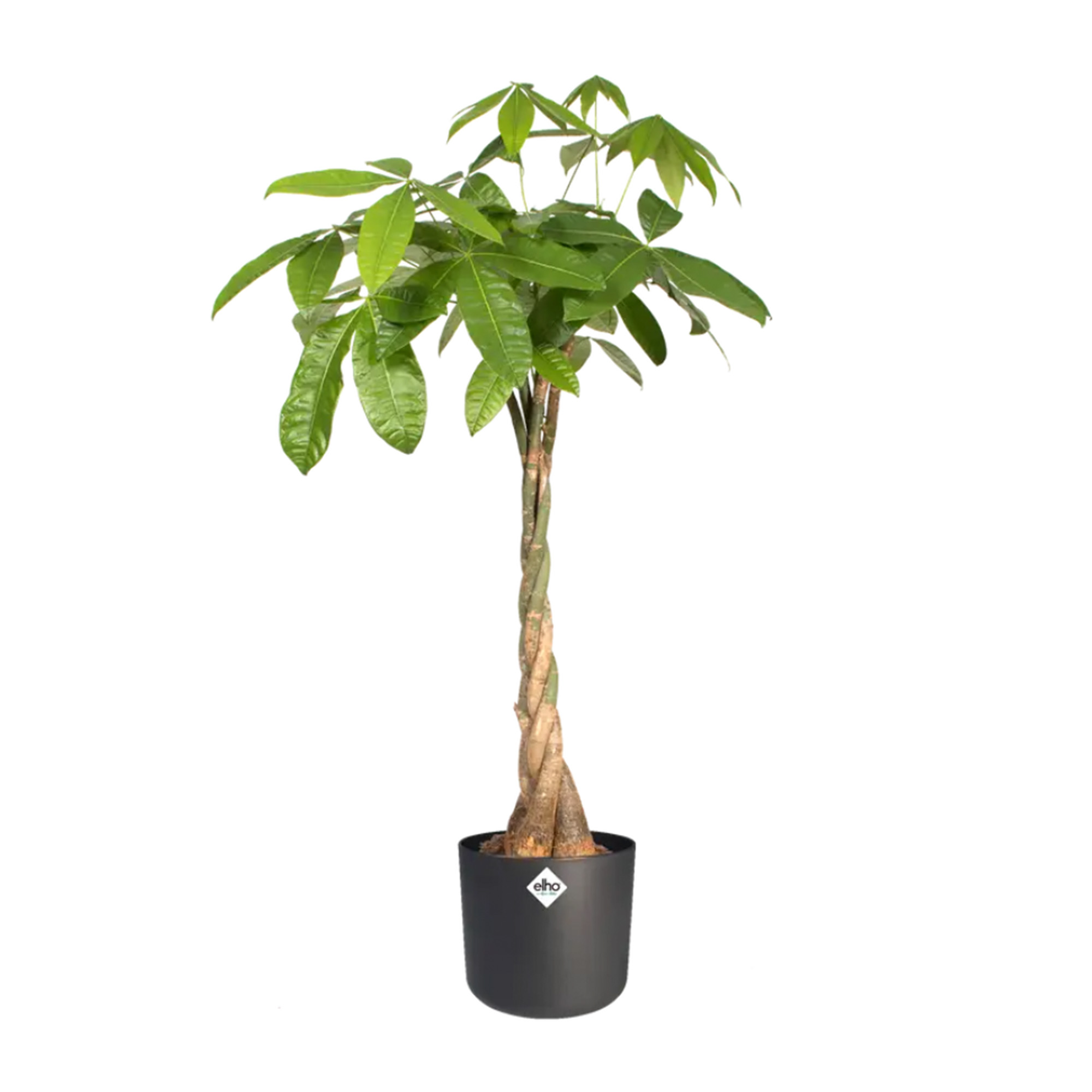 18a7ae1ff9ee0869a3562b5eb58349a9