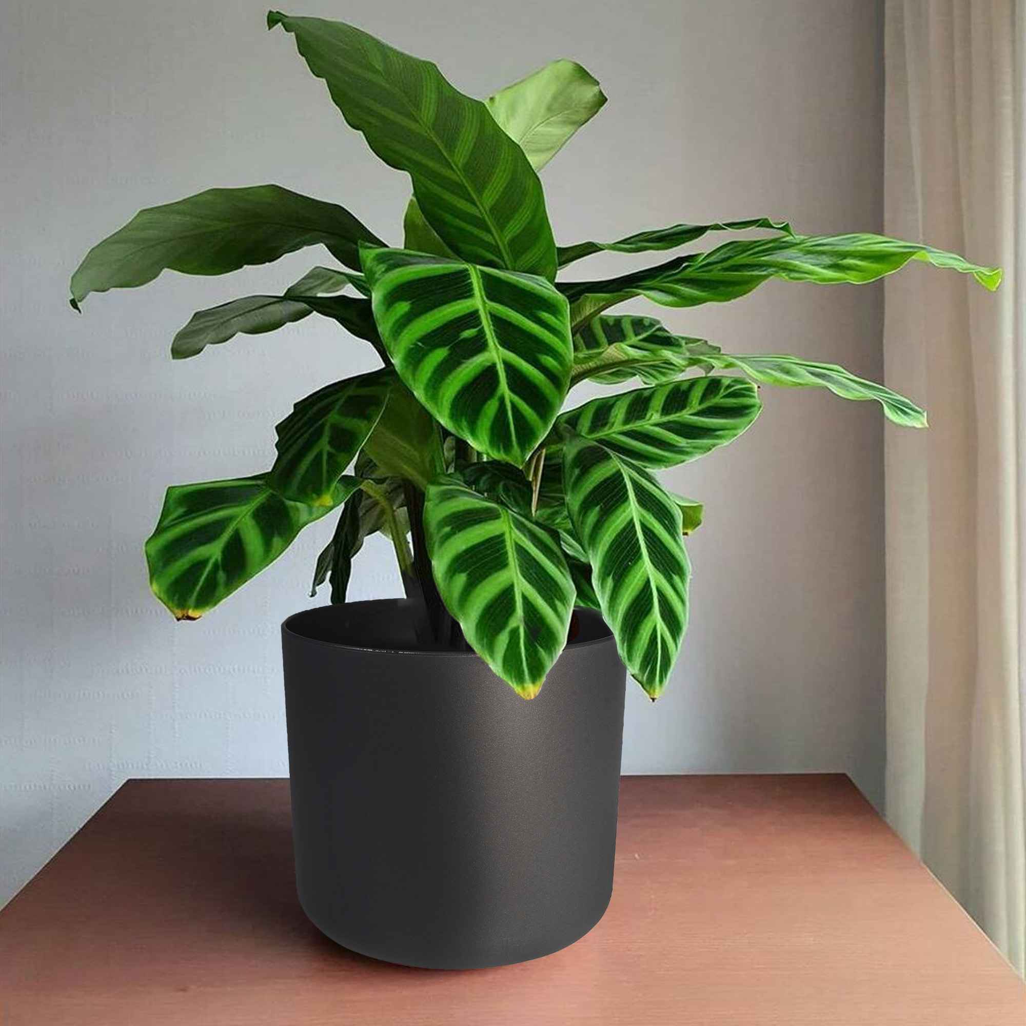 0510da502e7c7e97ceb642a0dc3fe56e