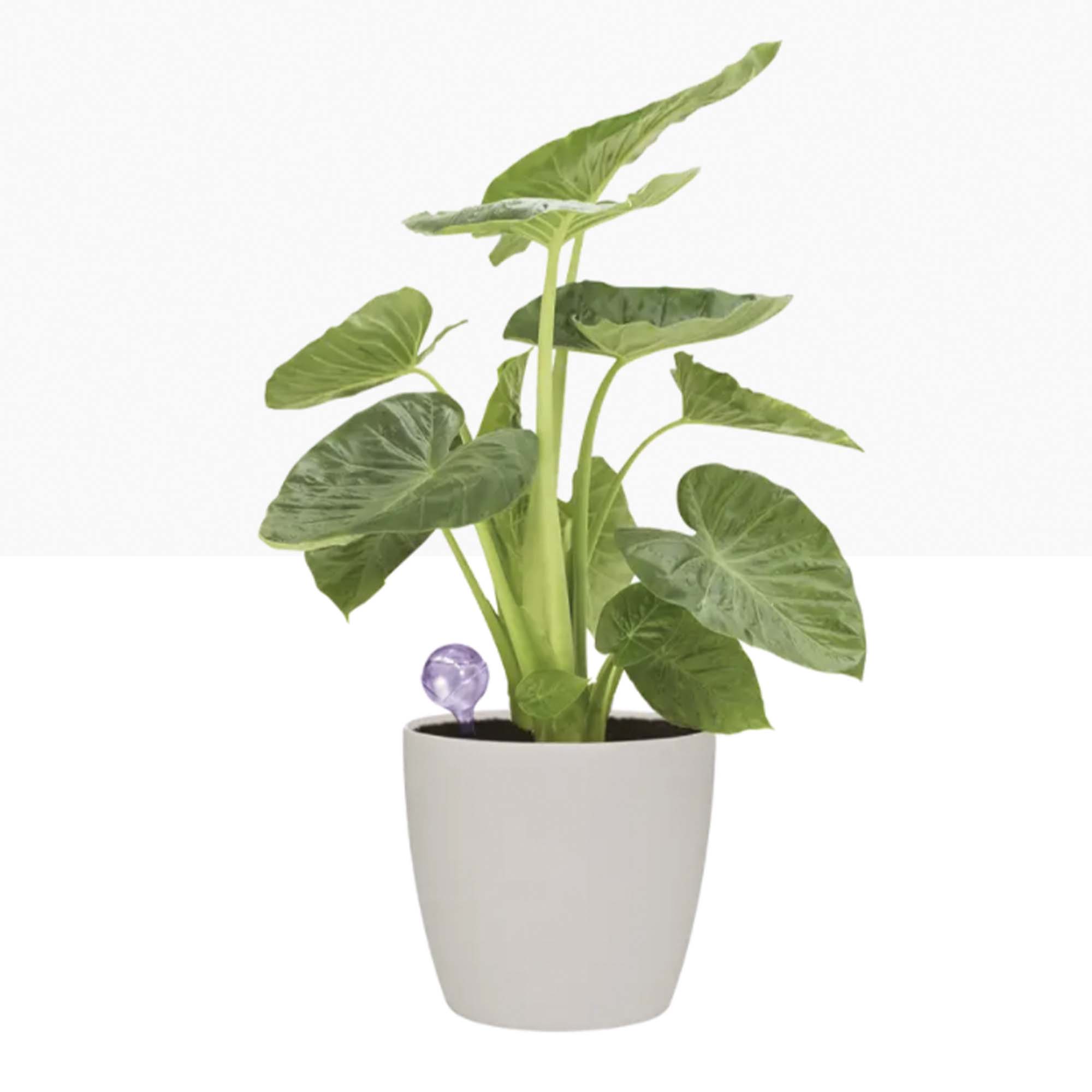 8711904240554_2.jpg c7191c4d7327bd6366755eba6d75e562