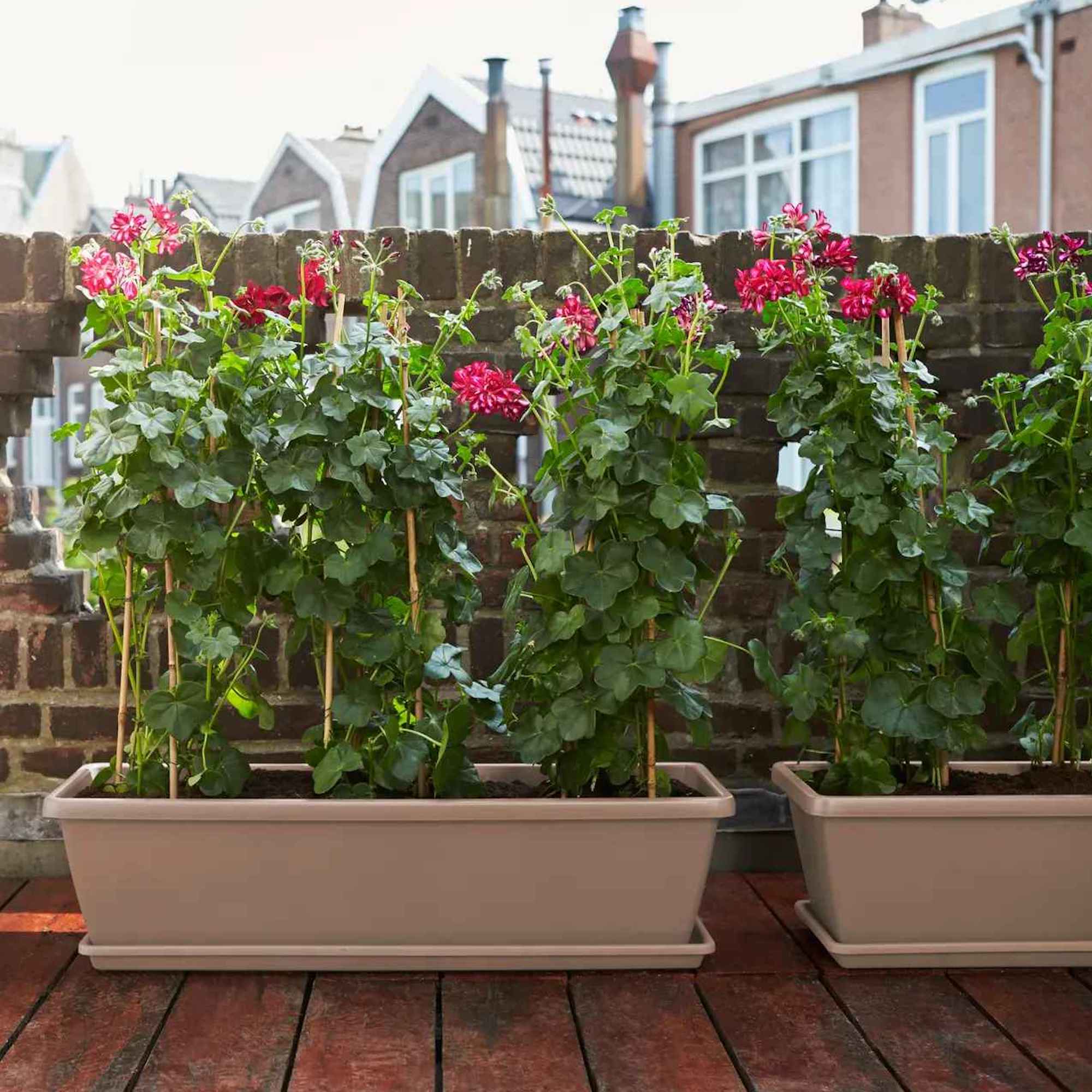 8711904247256_2.jpg 062d92a758f851d020107ef9c331e474