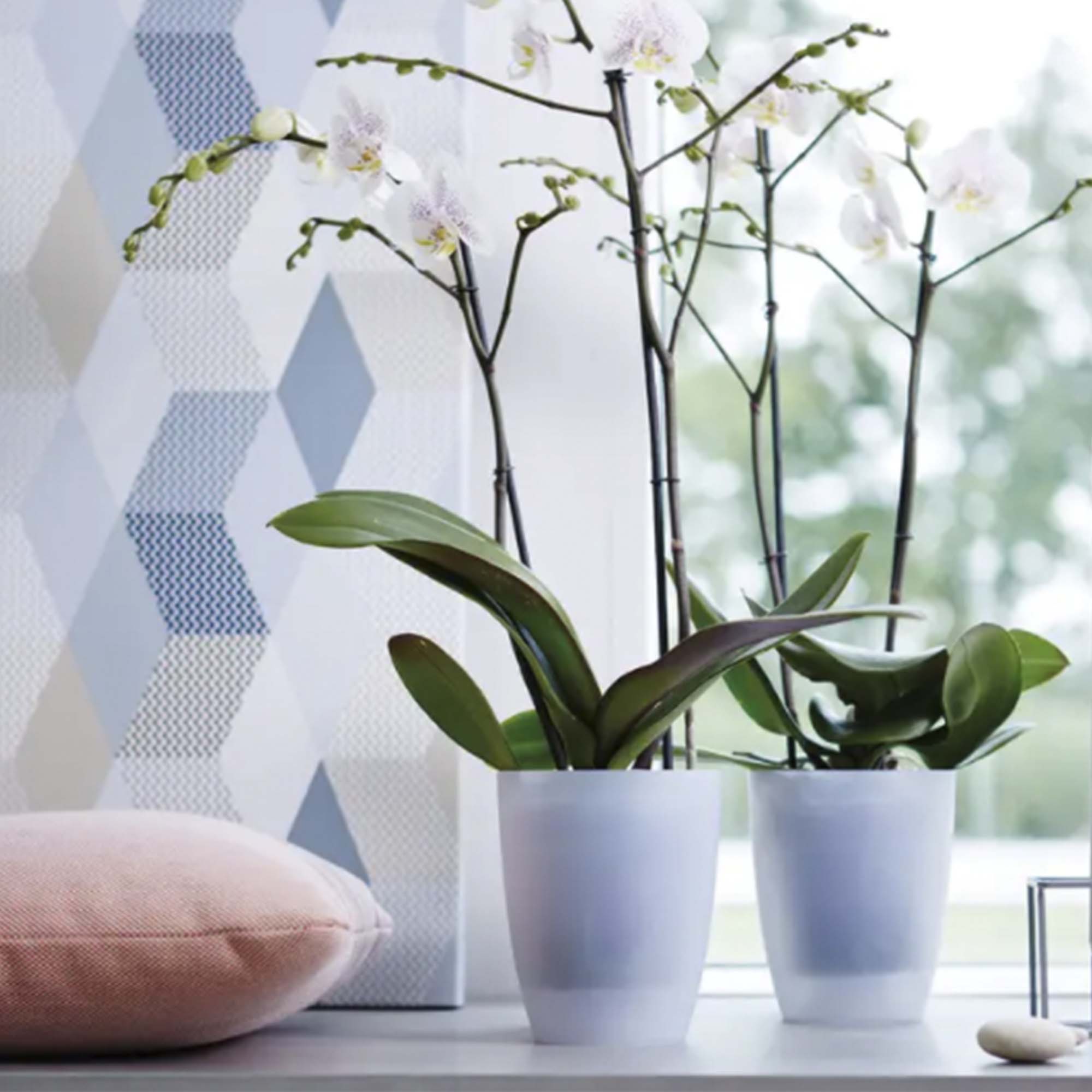 967aa77ae230a9be46695126581143b6