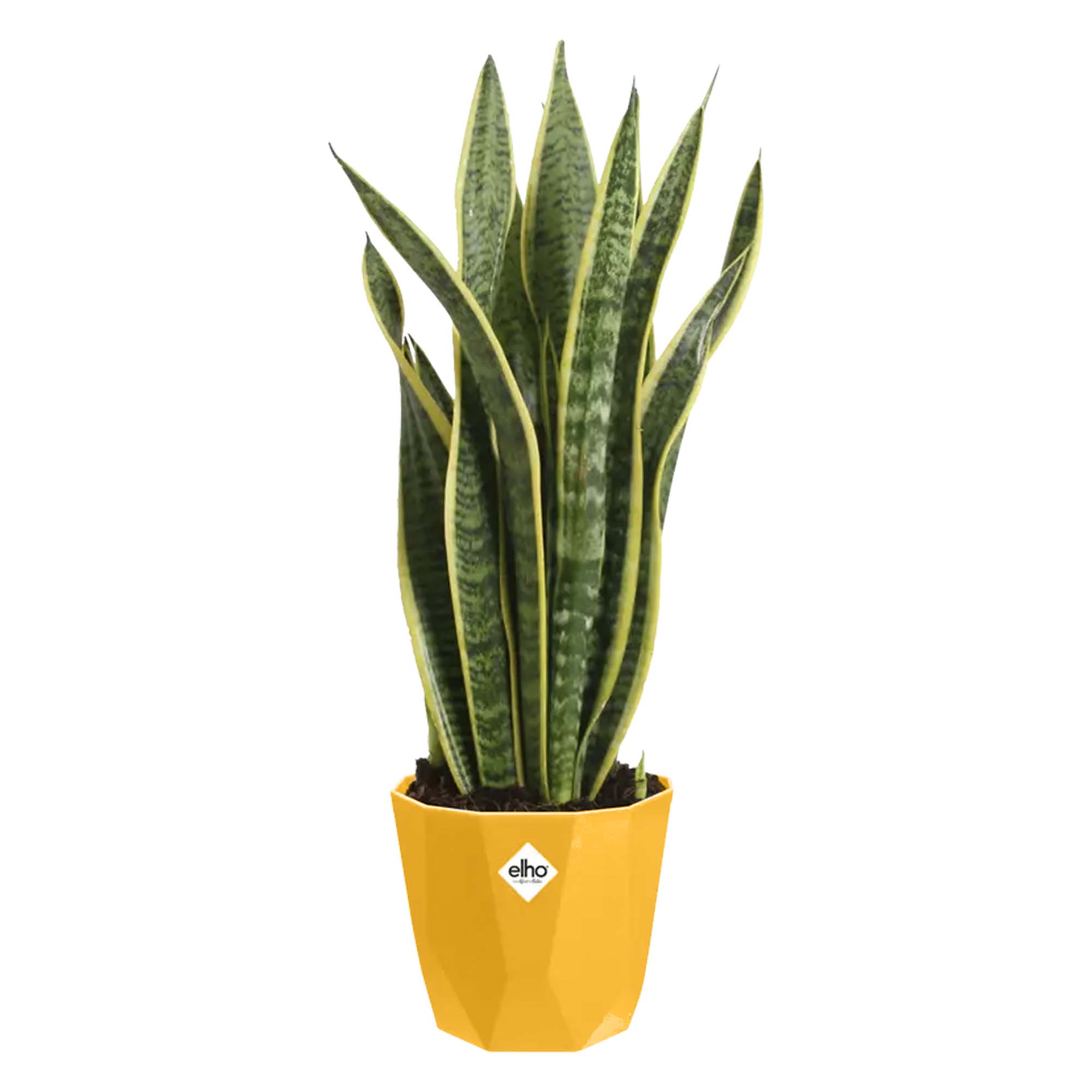 8711904302986_3.jpg 7187eddeaa55baea973a9160faca3354