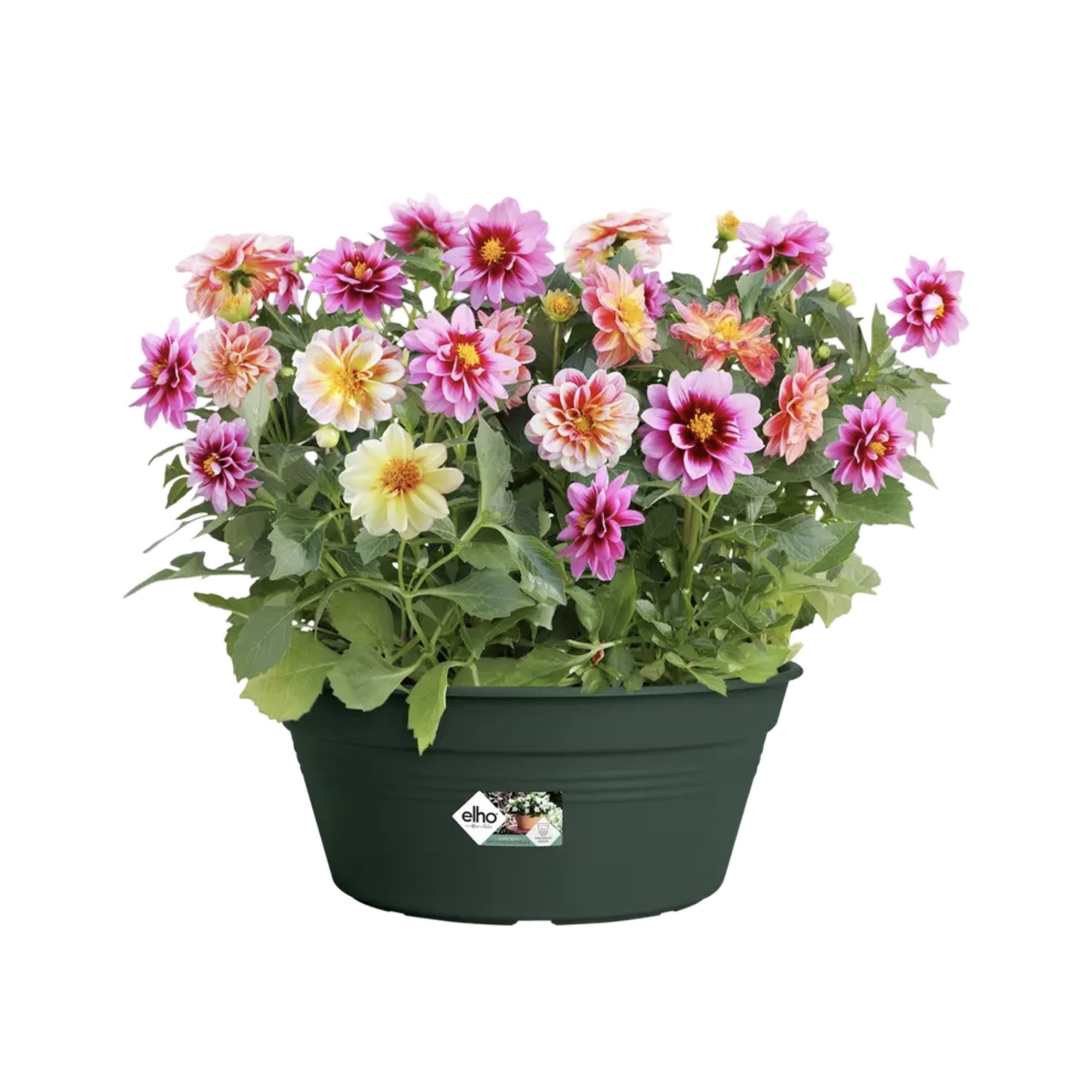 892330fb2647cfdec96068b9a80af48b