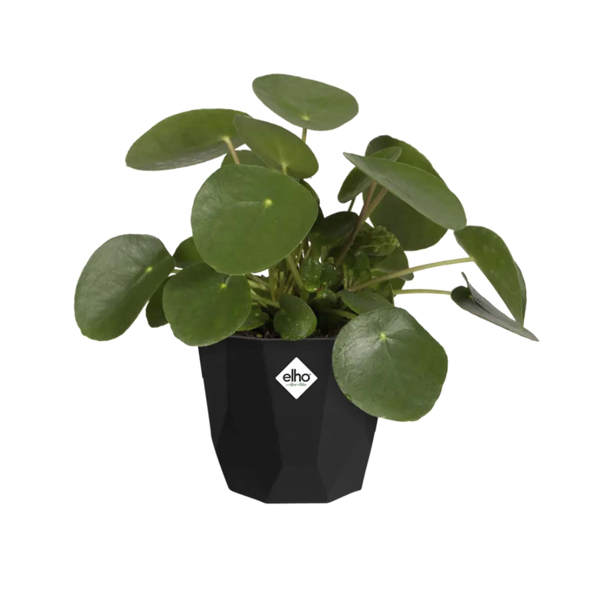 8711904313098_2.jpg f9de4af4b442ea225de3c3871b083f8b