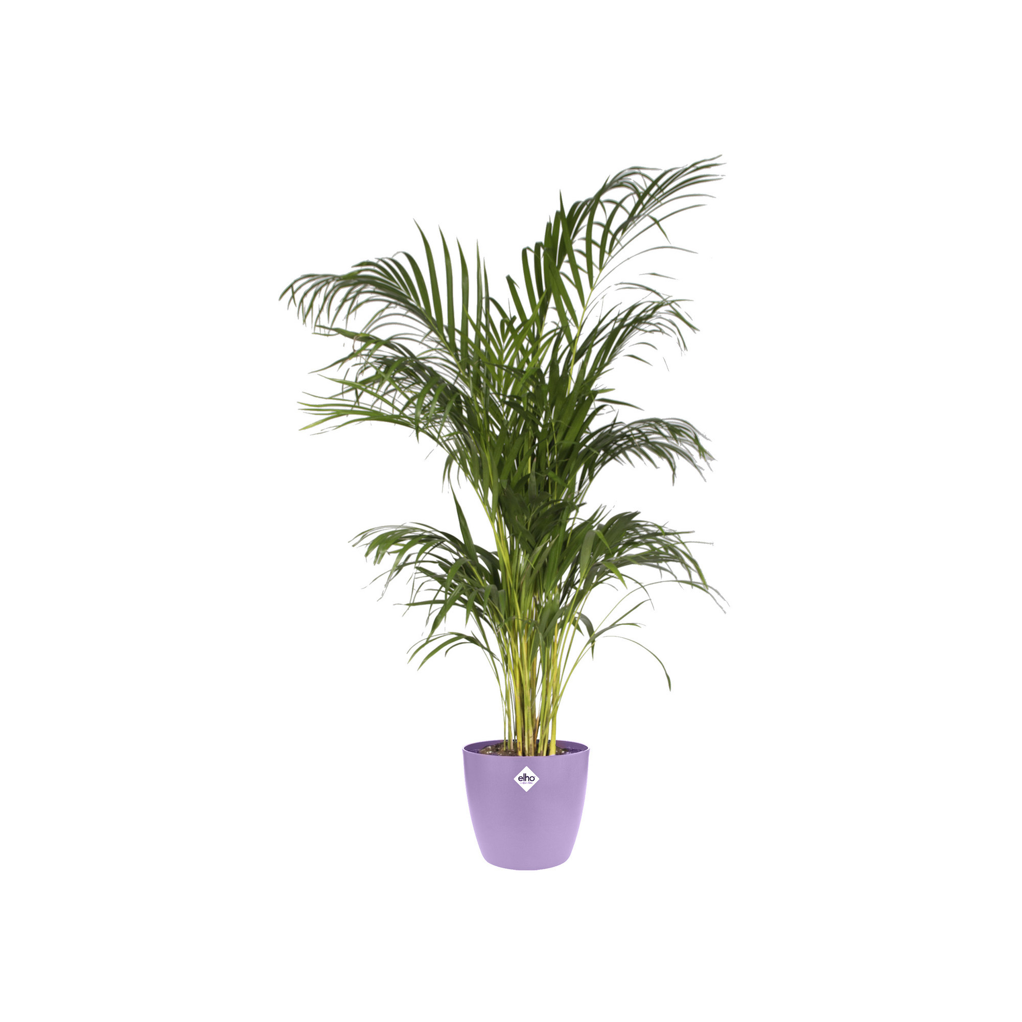 8711904332945_2.jpg e18cba2236013de18dba87531c6d6ab1