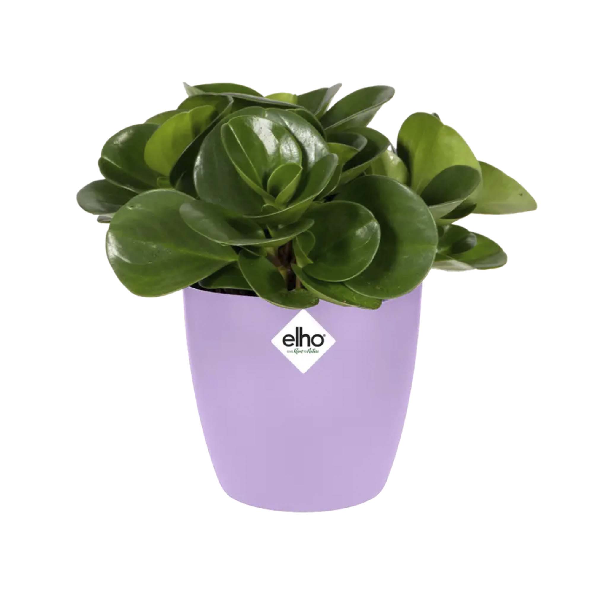 8711904332945_4.jpg 8de8e4b2584300af03ea30249c16a82c