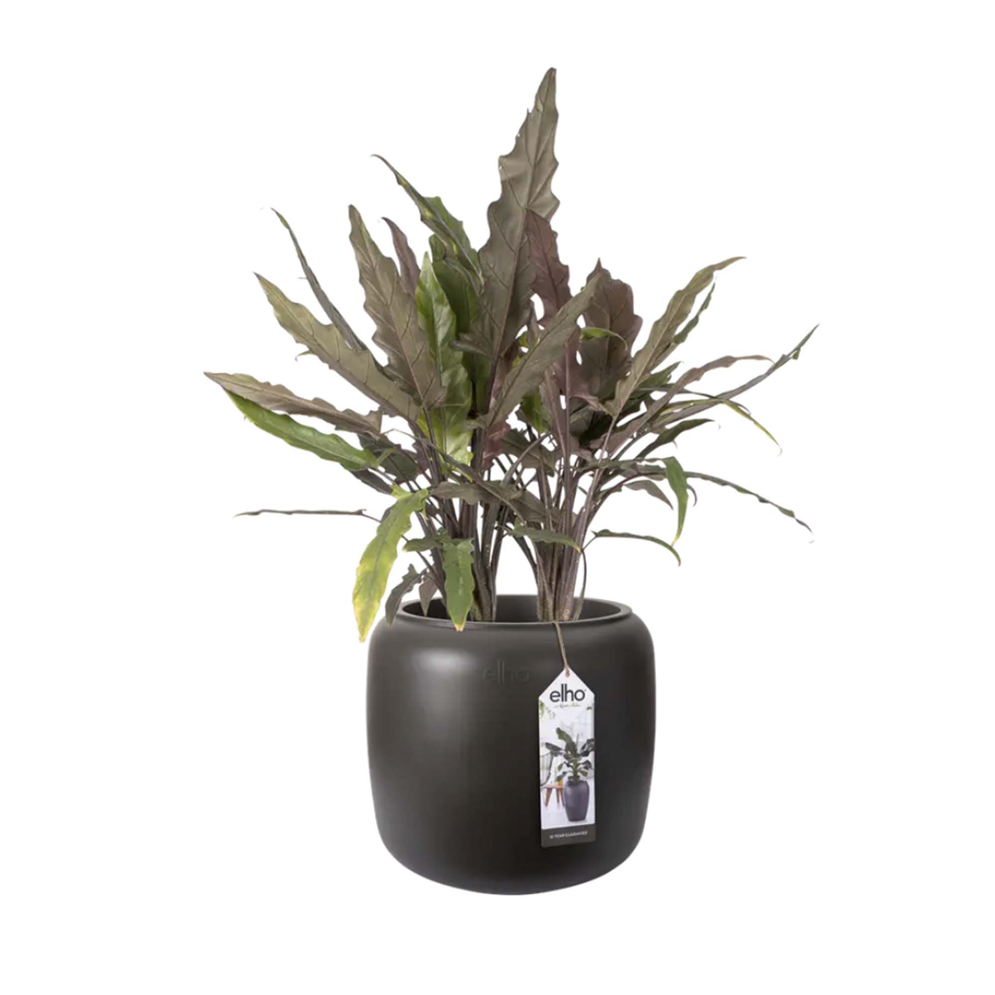 8711904350147_1.jpg 4645e61ede8f71a542e8fdcb89921b44