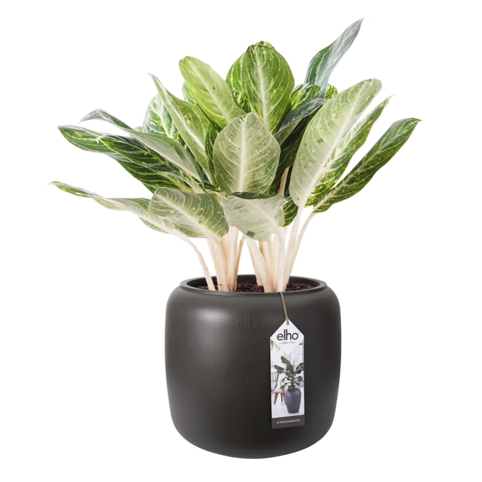 8711904350147_2.jpg bc0055d205f4b5364ee81ebe0e3527ae